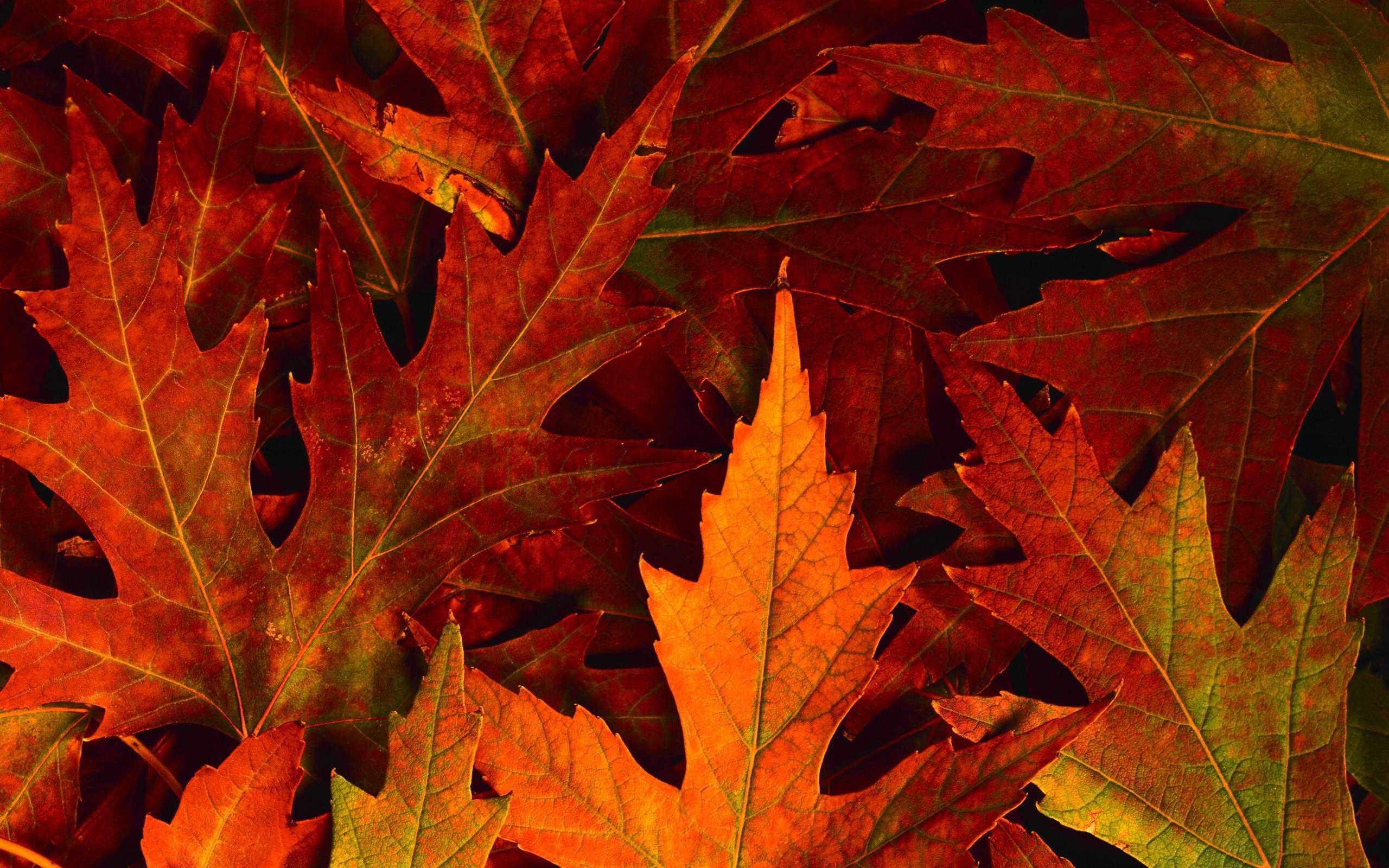 Fall Leaves Desktop Wallpapers - Top Free Fall Leaves Desktop ...