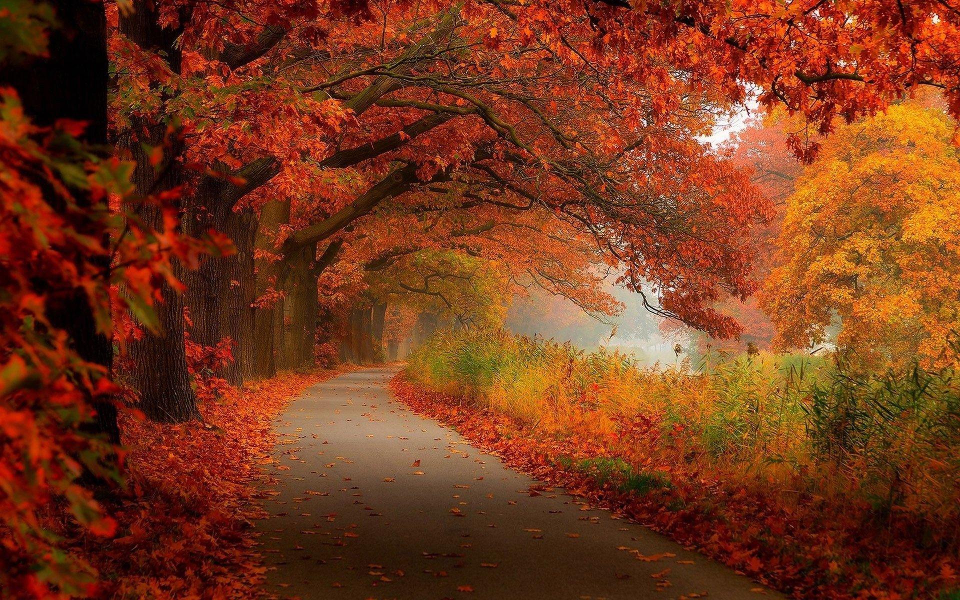 1920x1200 Fall Foliage Desktop Wallpaper