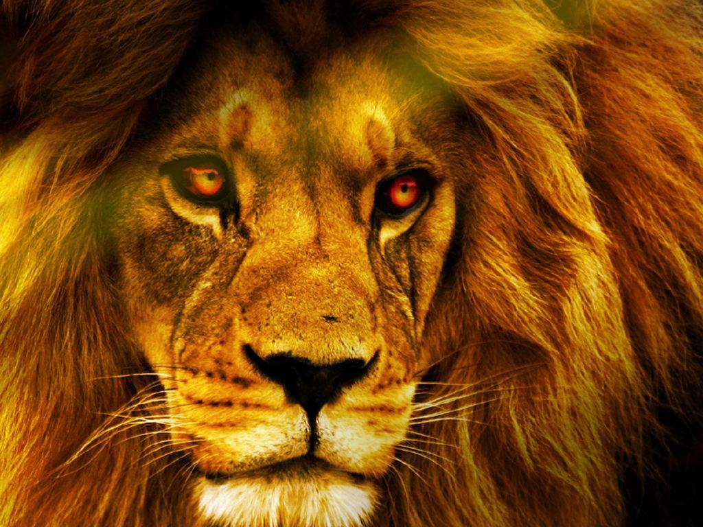 HD golden lion wallpapers