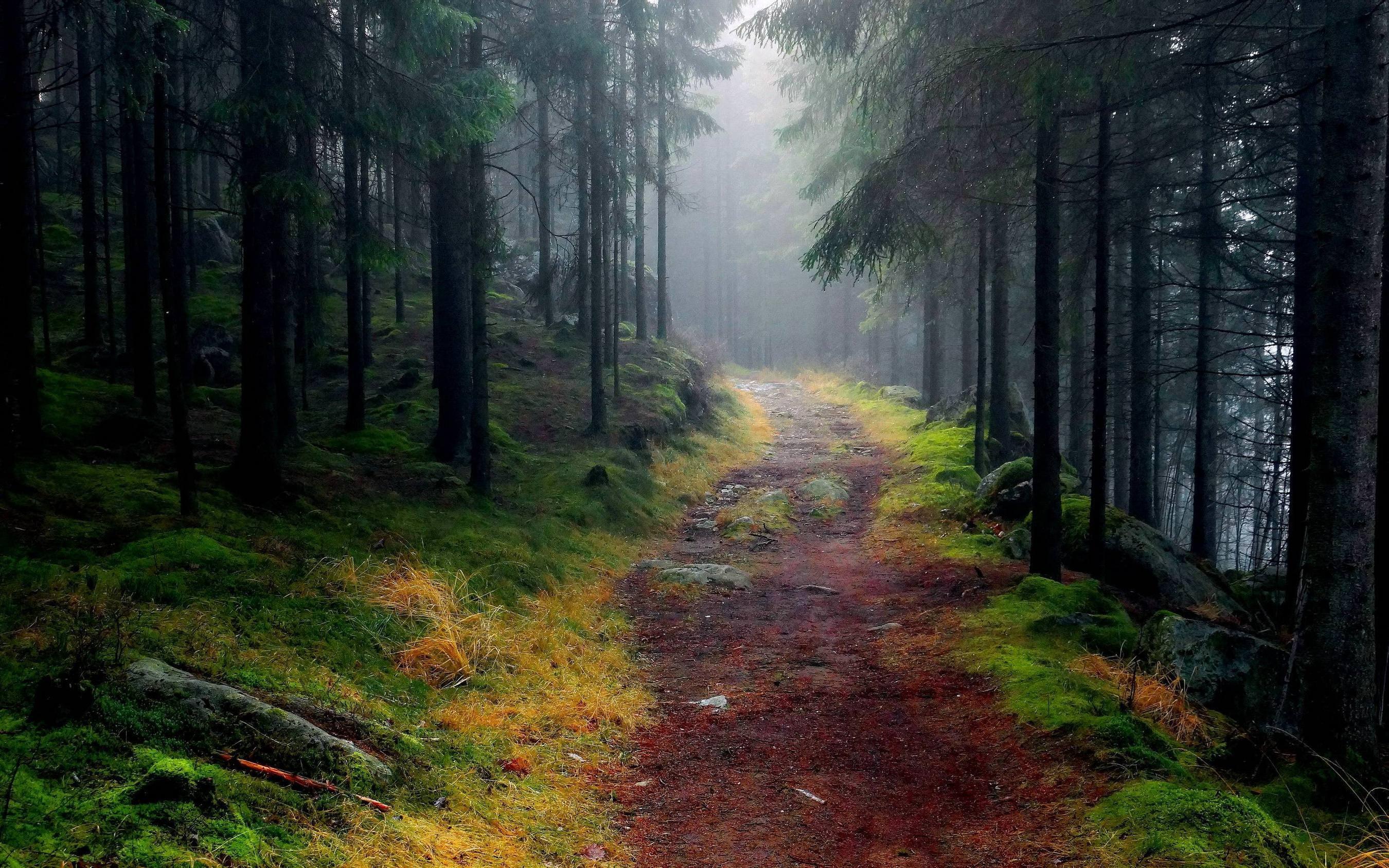 3000x1875 Path through foggy mountain forest / 3000 x 1875 / Forest