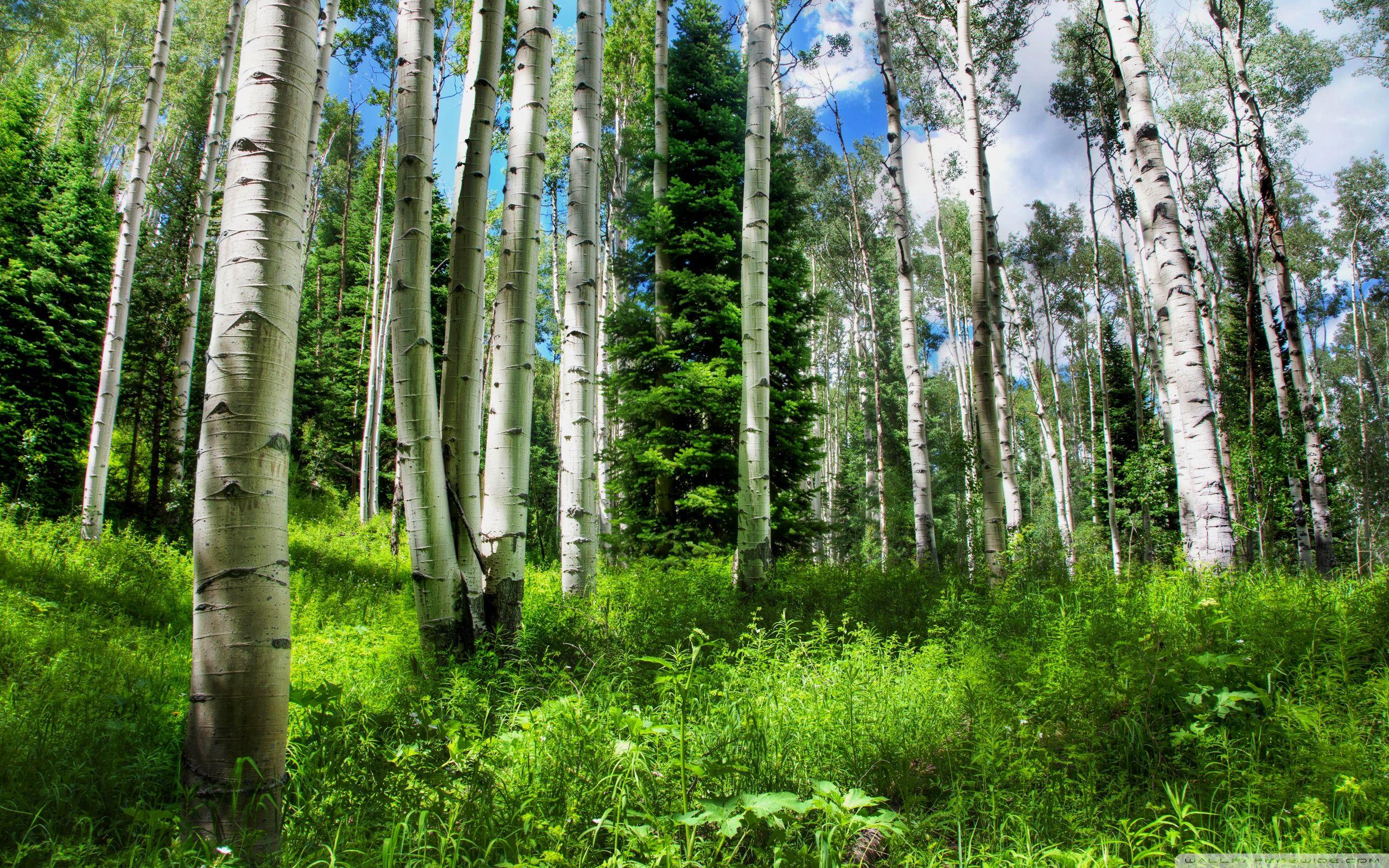2560x1600 Mountain Forest ❤ 4K HD Desktop Wallpaper for 4K Ultra HD TV