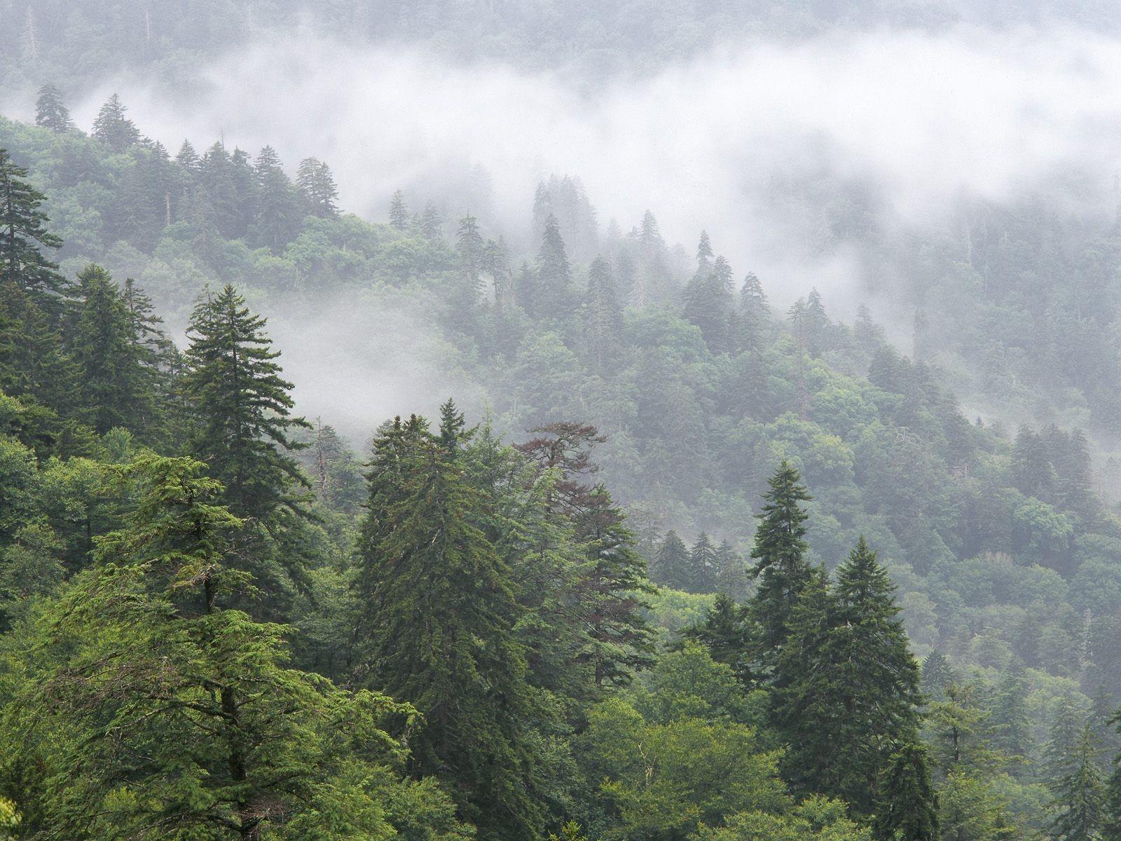 1600x1200 Forest: Fir Tennessee Nature Forest Great Park National Mountains