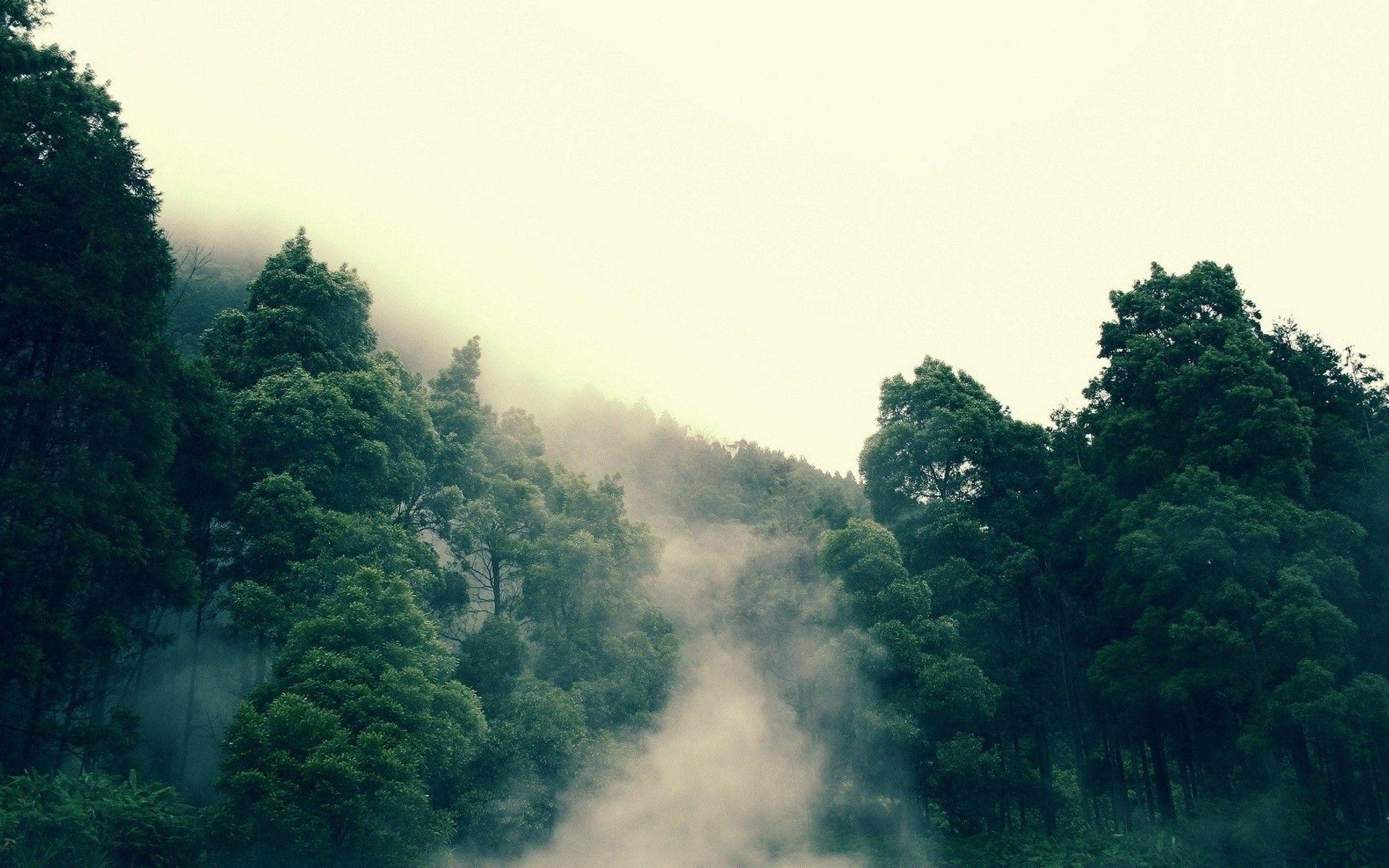 1920x1200 Fog Forests Mountains Trees
