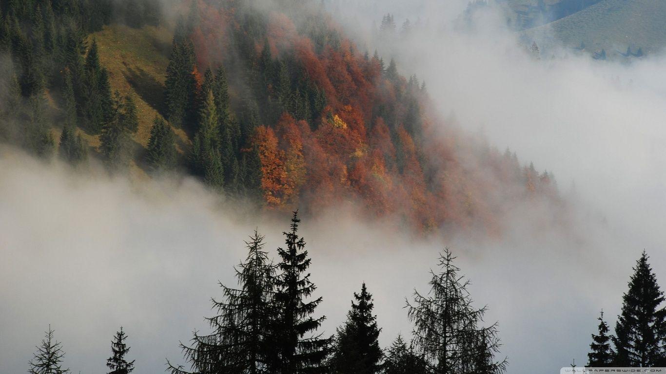 1366x768 Ecuadorian fog in the mountains wallpaper and image wallpaper