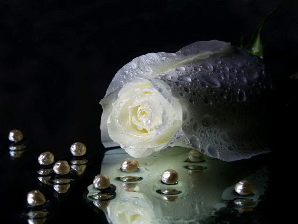 1024x768 Black White Roses Pearls Background HD wallpaper (1024 x 768 )