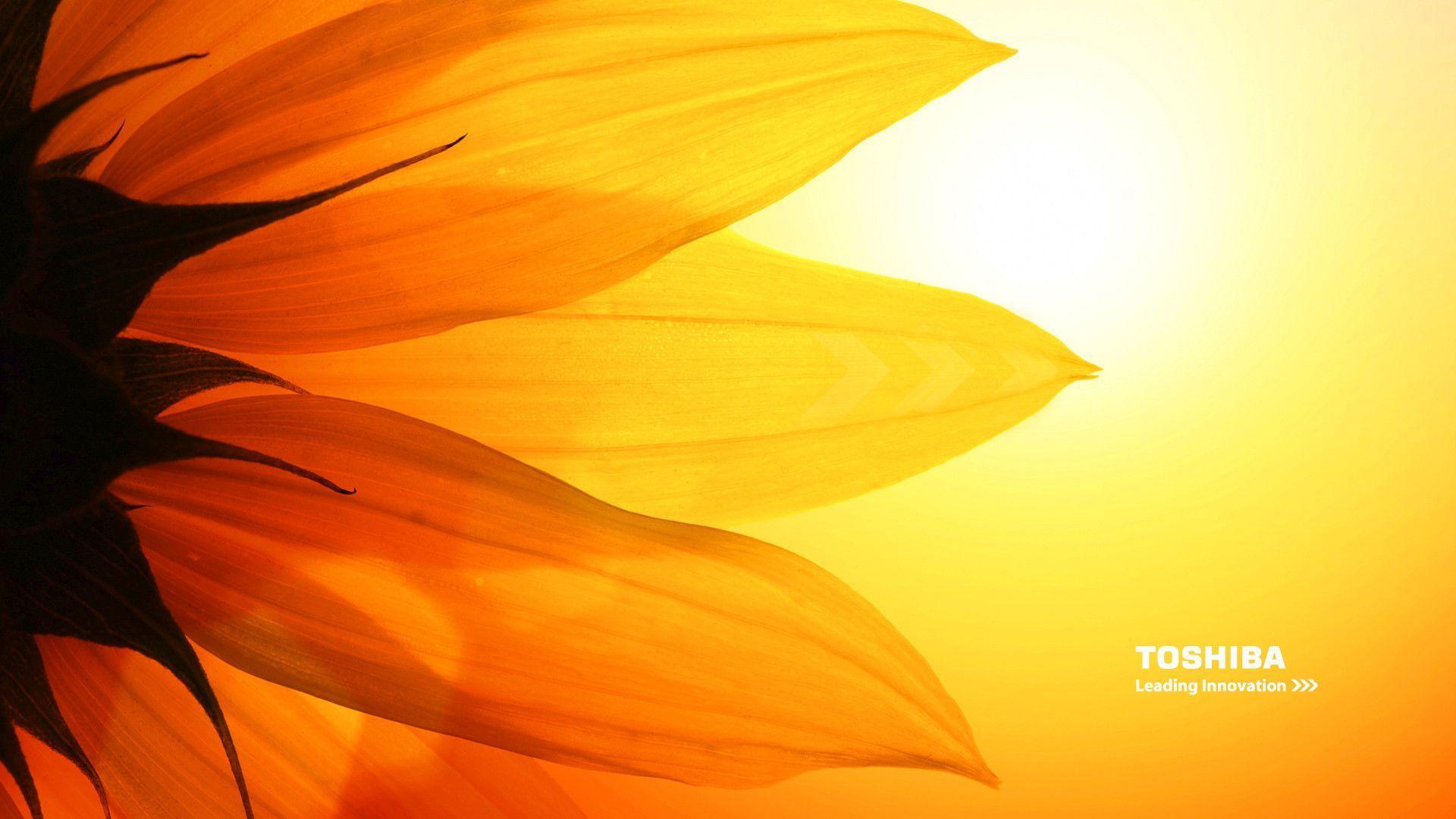 1920x1080 Toshiba Wallpaper Free Download