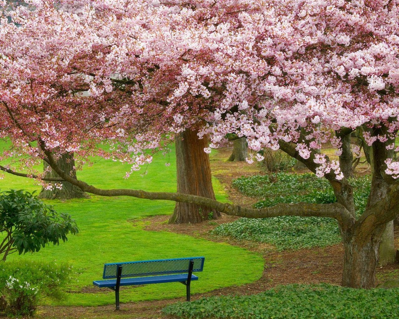 1280x1024 Free download Cherry Tree Evergreen Park Washington Wallpaper HD Wallpaper [1600x1200] for your Desktop, Mobile & Tablet. Explore Wallpaper of Trees. Tree Background Wallpaper, Wallpaper Tree of Life, Free