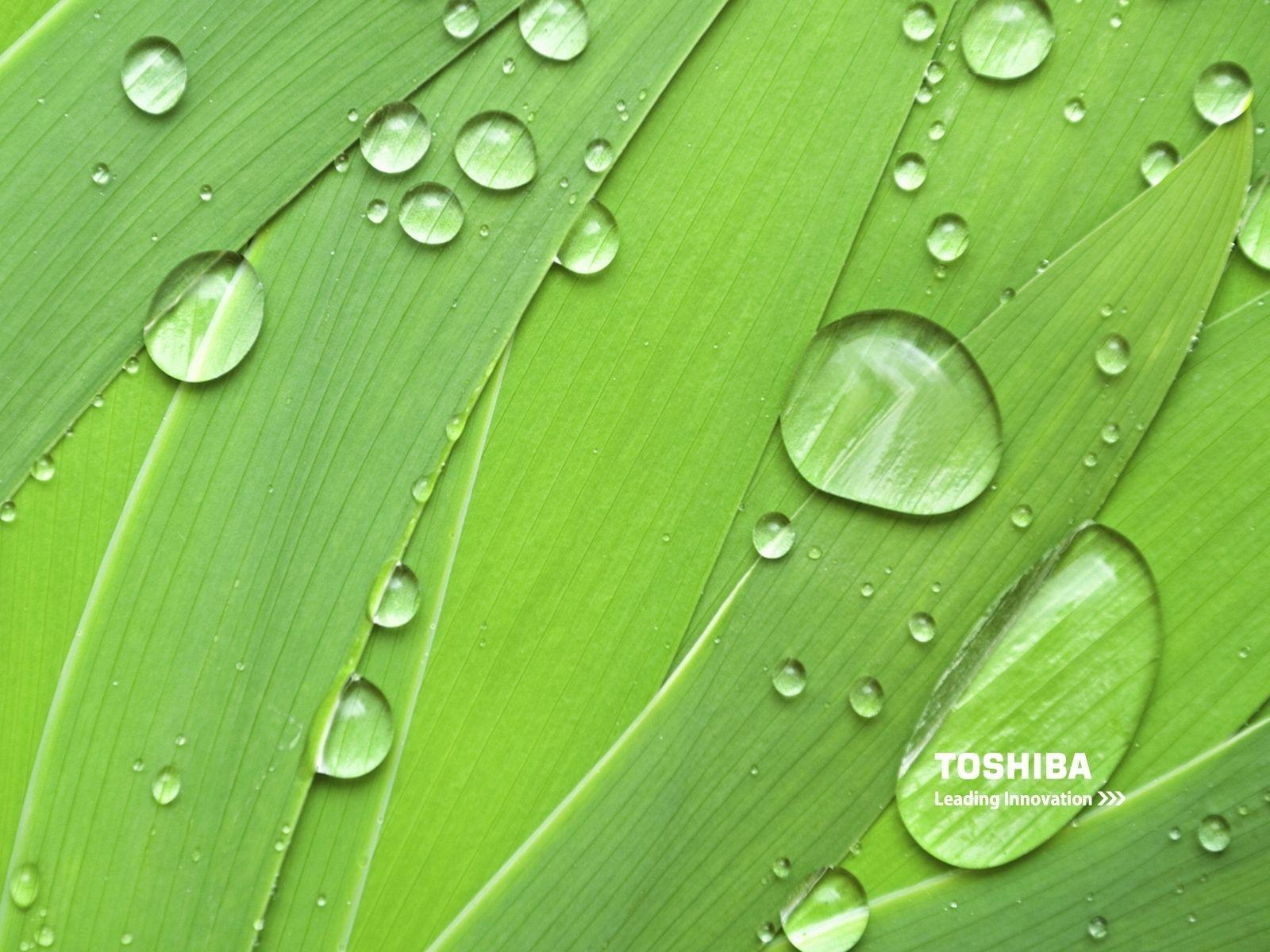 1600x1200 Toshiba natural green HD Wallpaper