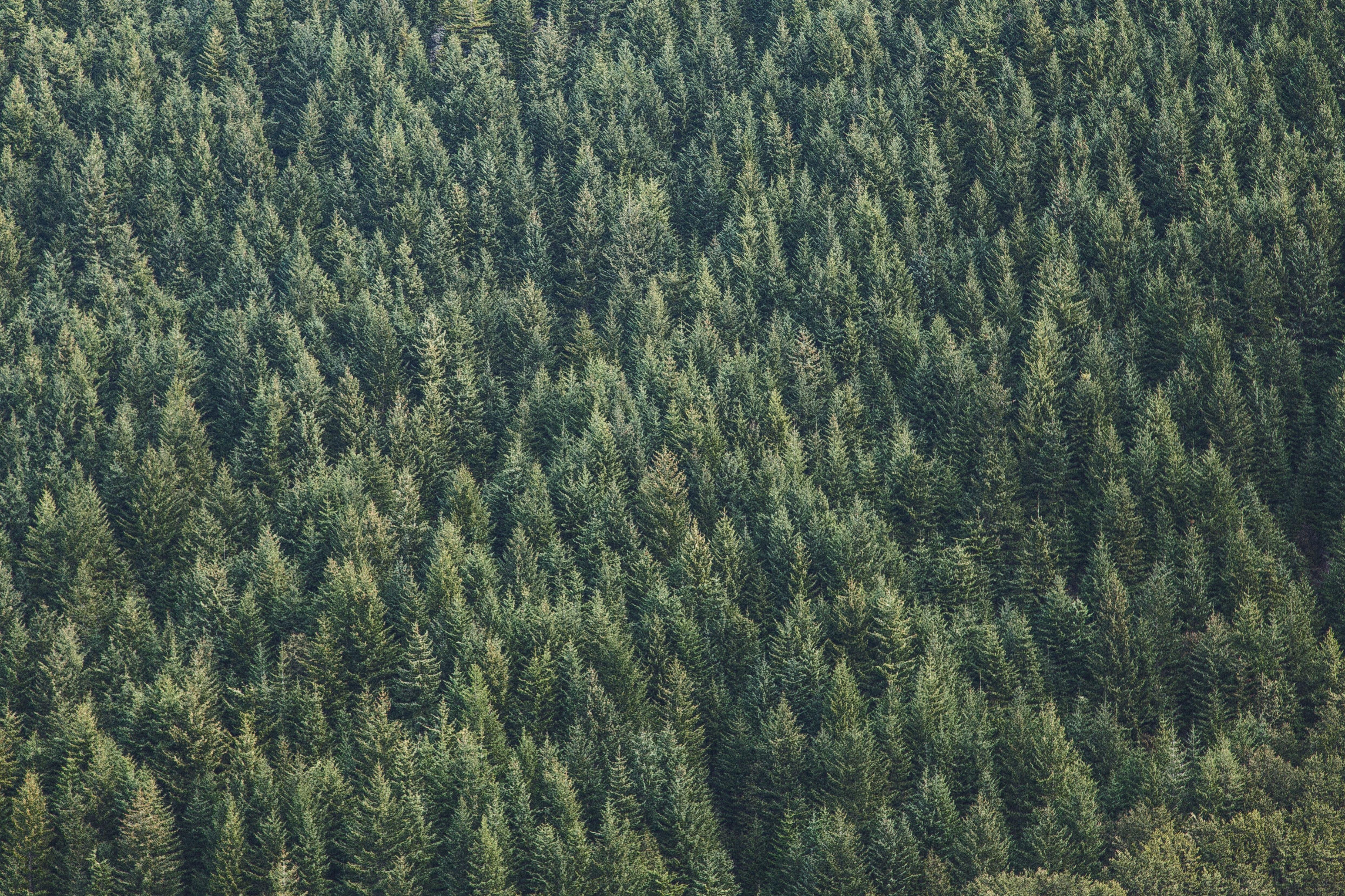 4979x3319 4979x3319 #nature, #Creative Commons image, #pine, #pine tree, #nature background, #needle beam, #repetition, #green, #wood, #travel, #forest, #forrest, #tree, #evergreen, #landscape, #nature wallpaper, #needle, #conifer, #pattern