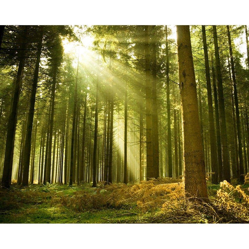 1000x1000 WALS0060 Wallpaper Mural Evergreen Forest