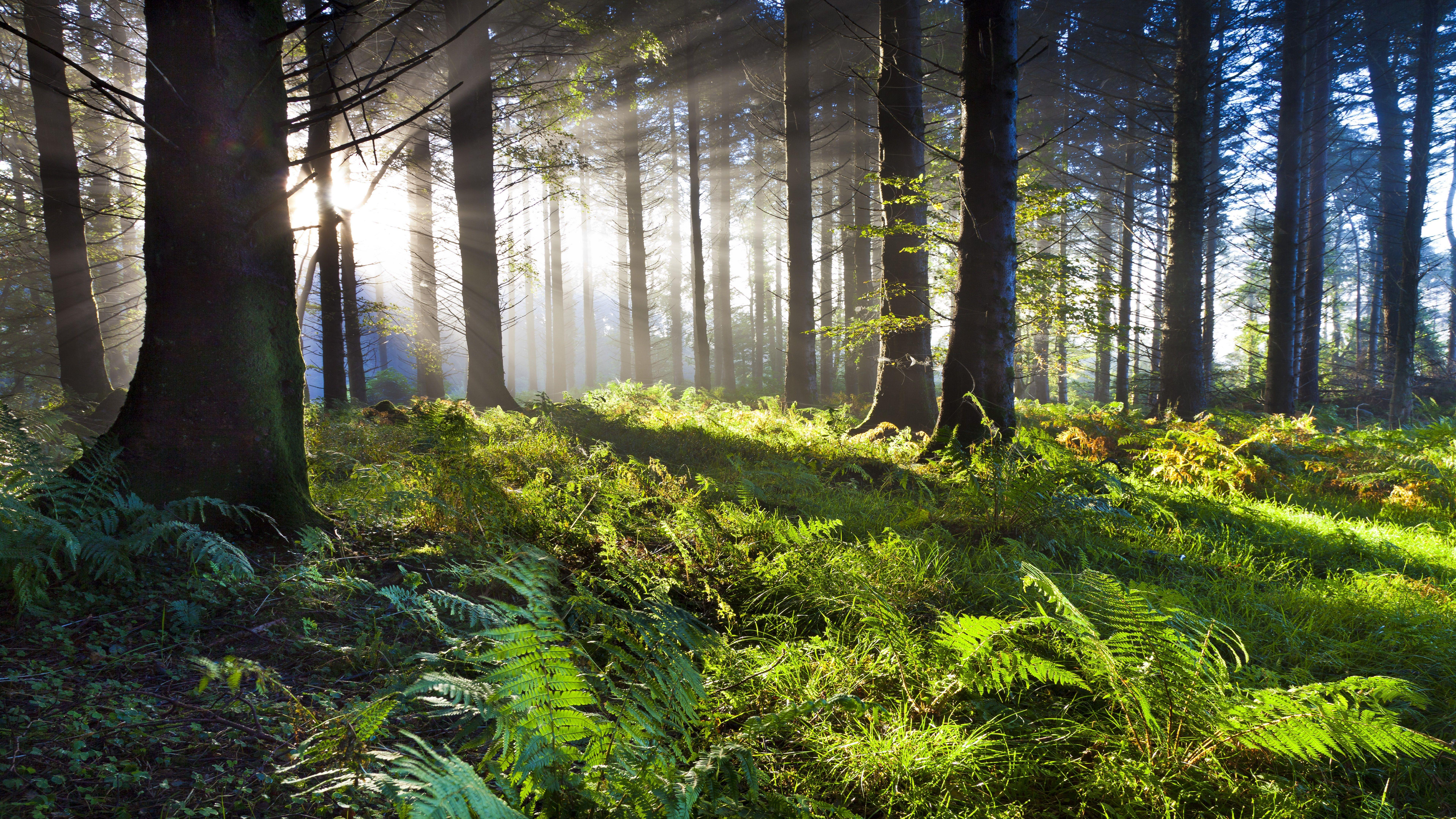 Ultra 8K Nature Wallpapers Top Free Ultra 8K Nature Backgrounds 