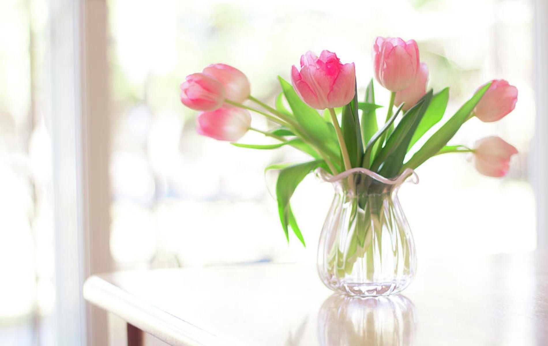 1900x1200 Pastel Flowers Beautiful Pink Tulips Color Softness Style Home