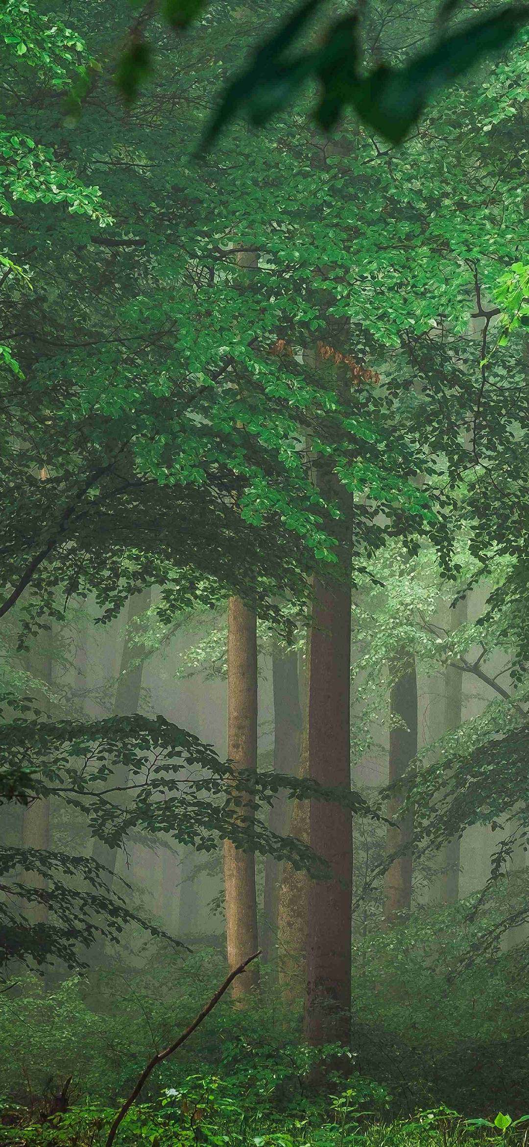 1080x2340 Wallpaper