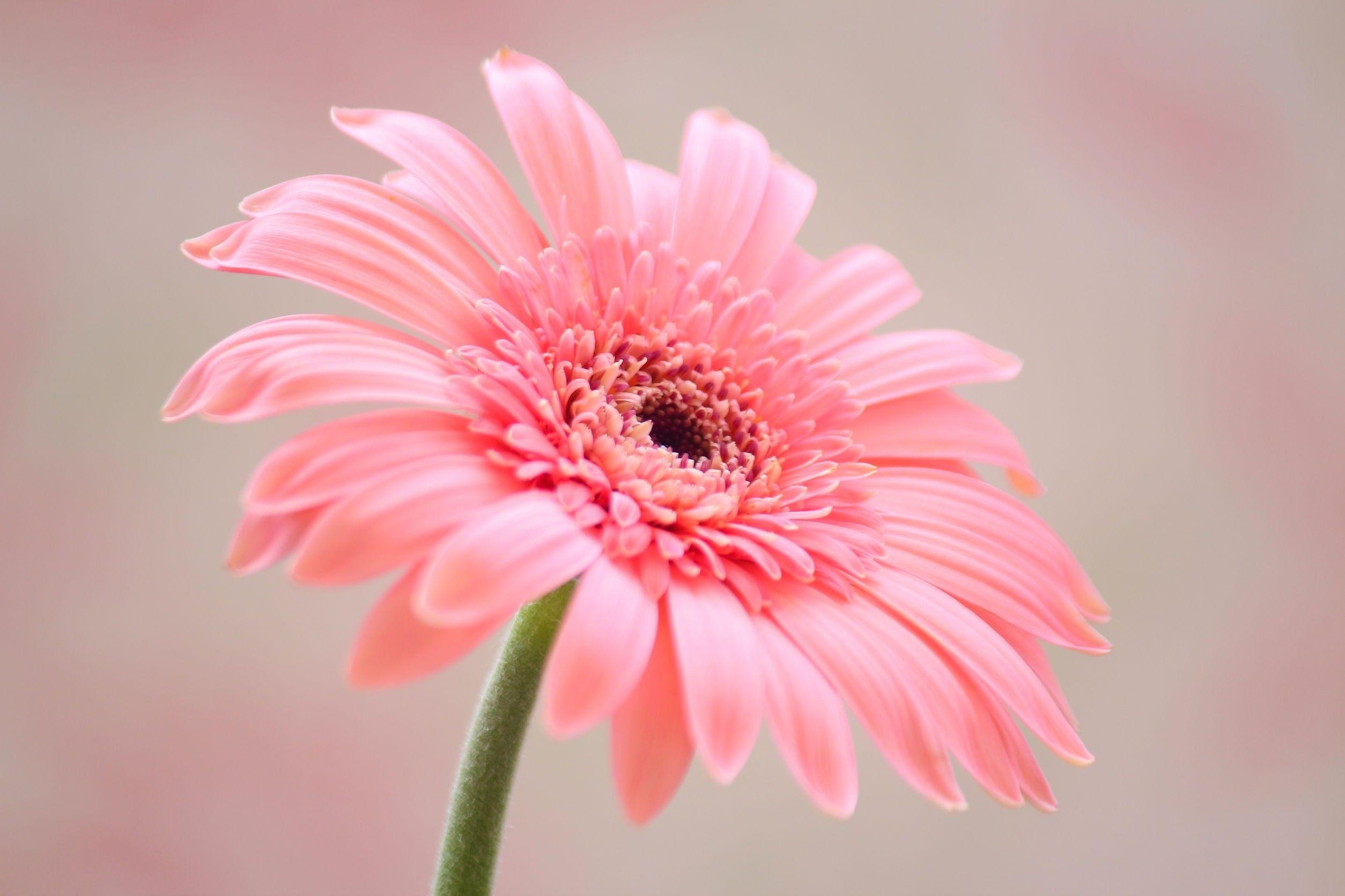 Pastel Flower Wallpapers - Top Free Pastel Flower Backgrounds