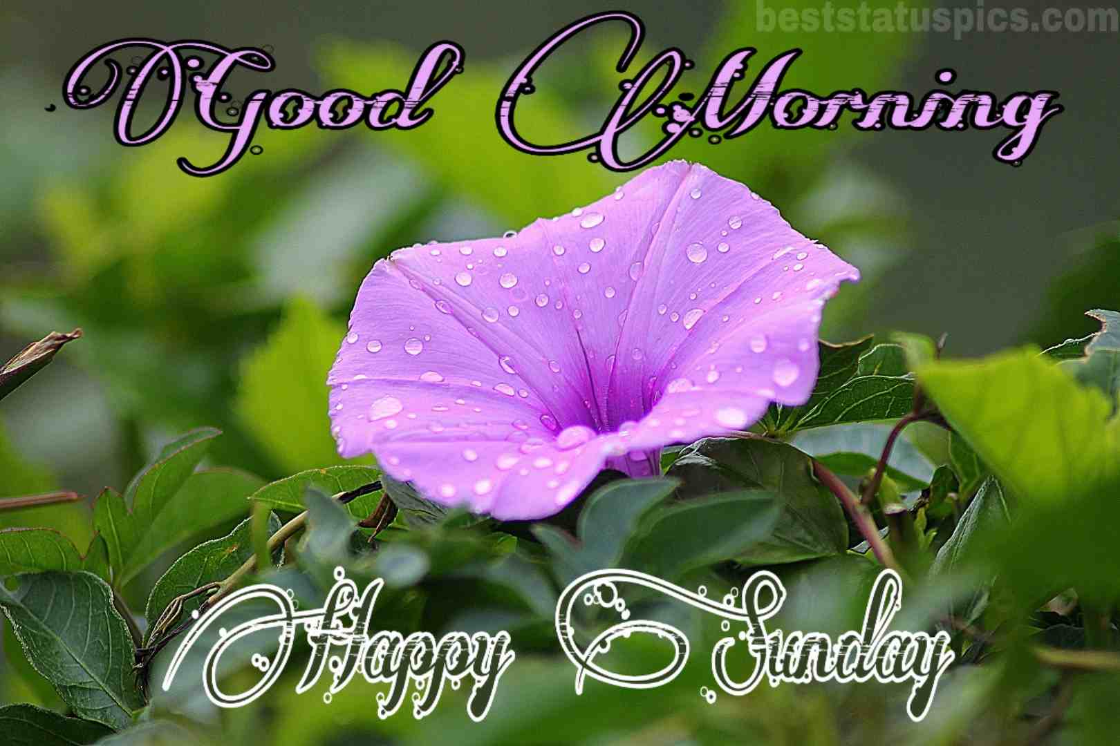 1620x1080 Good Morning Happy Sunday Image For Whatsapp DP [2020]. Best Status Pics