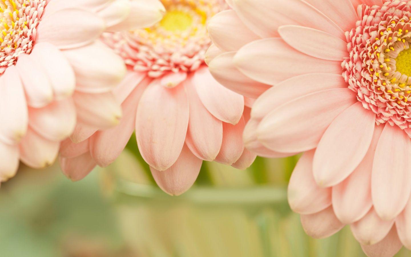 Pastel Flower Wallpapers - Top Free Pastel Flower Backgrounds - WallpaperAccess