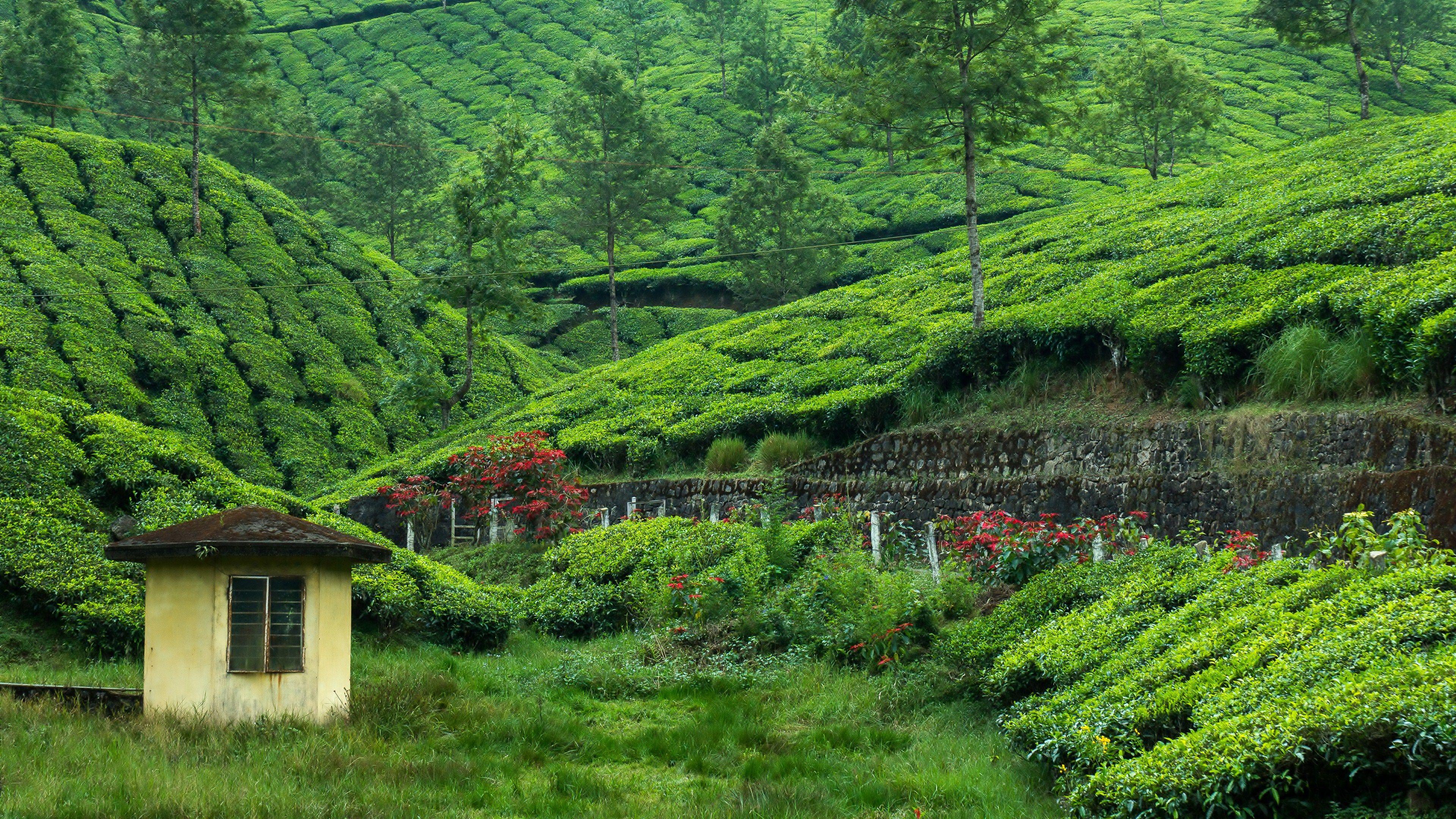 3840x2160 Tea Garden 4k Ultra HD Wallpaper and Background Imagex2160