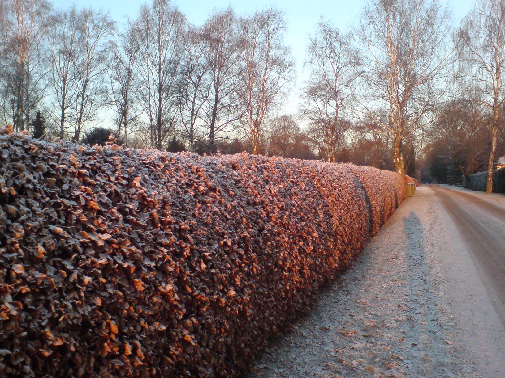 1632x1224 Snowless winter in Oslo