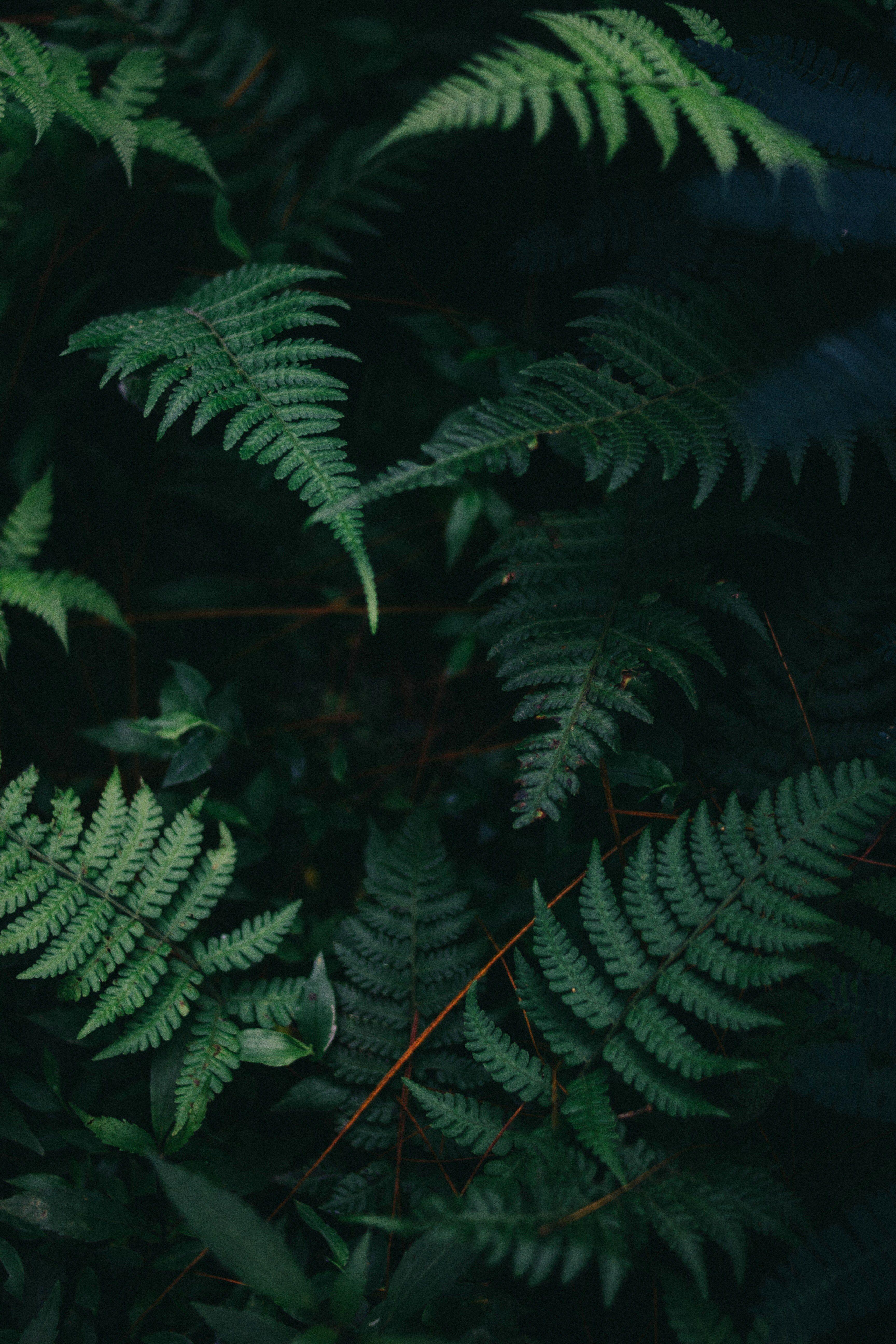 3456x5184 Wallpaper / leaf fern dark and garden HD 4k wallpaper