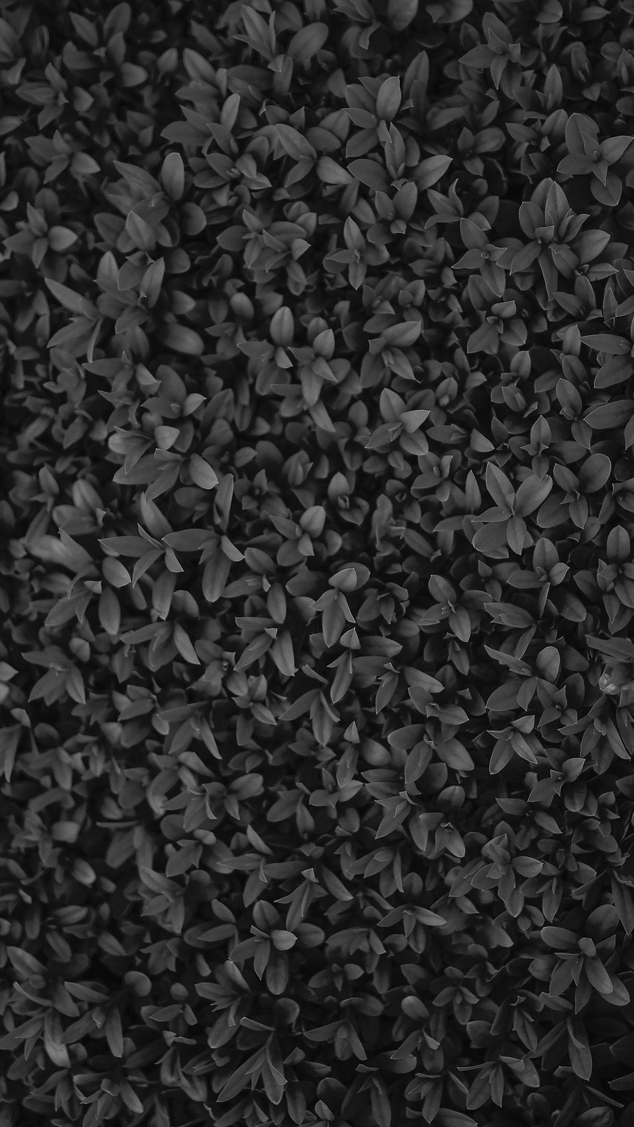 1242x2208 Nature Dark Bw Leaf Grass Garden Flower Pattern Android wallpaper HD wallpaper
