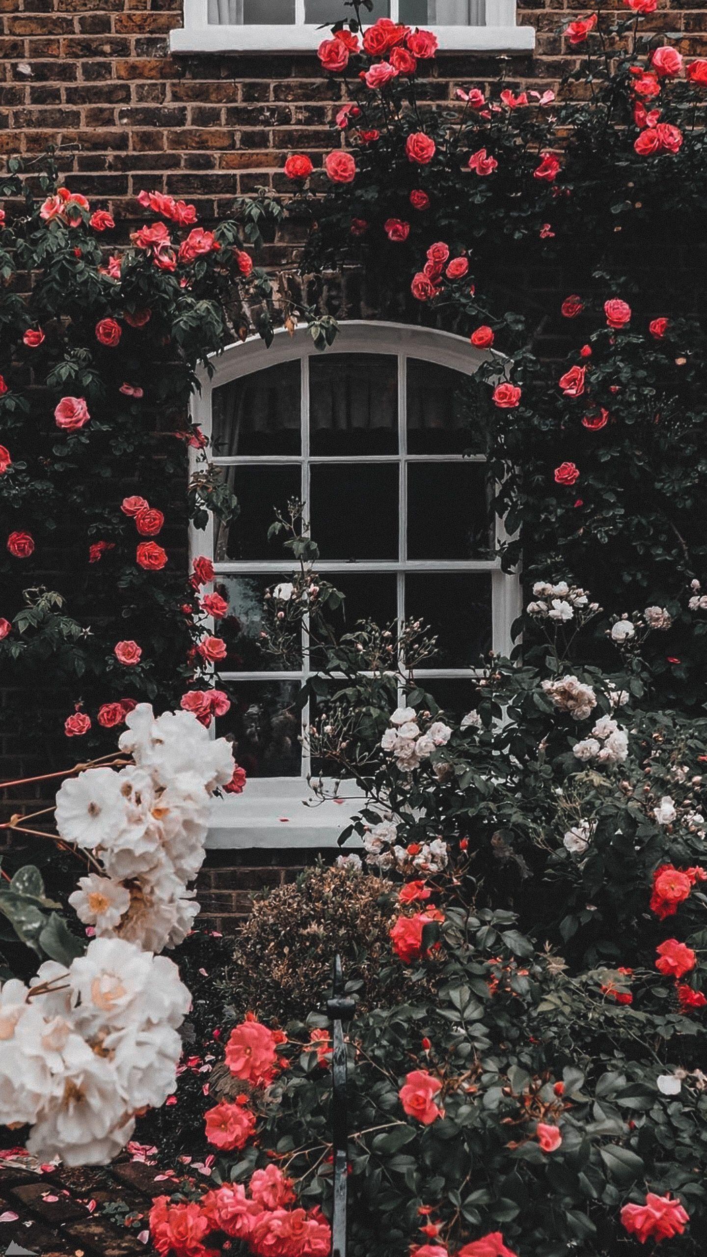 1440x2559 Flowers. Flower phone wallpaper, Beautiful flowers wallpaper, Aesthetic iphone wallpaper