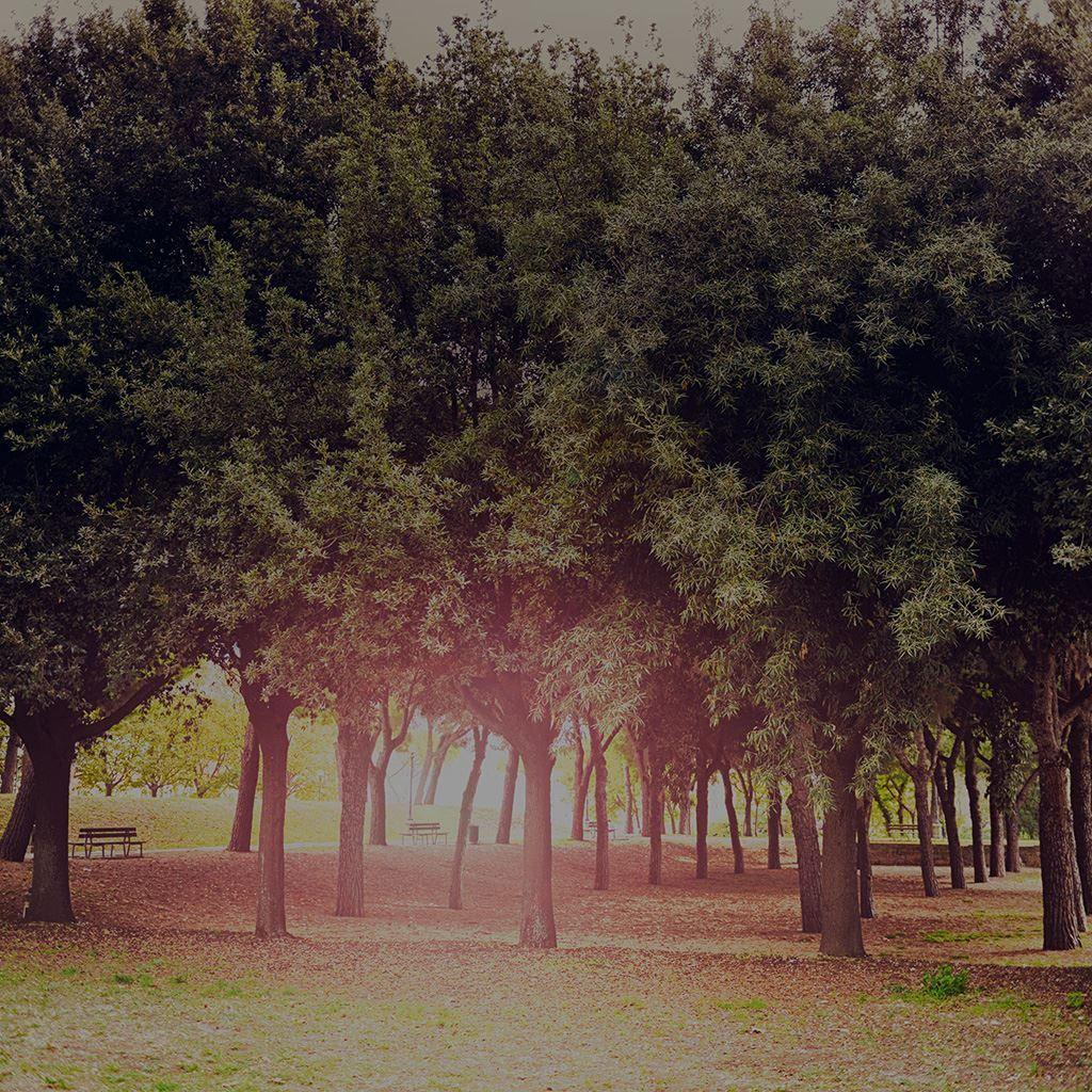 1024x1024 Tree Wood Grass Garden Dark Sun Light Nature Park iPad Wallpaper Free Download