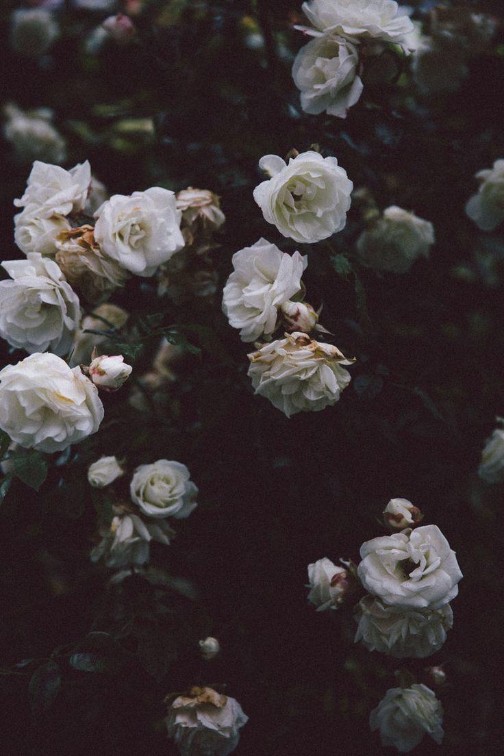 736x1104 Wilde Rosen dunkler Hintergrund Friederike Amendy #Halloween #Wallpaper #HalloweenWallpaper. Flower aesthetic, Flower background, Dark flowers