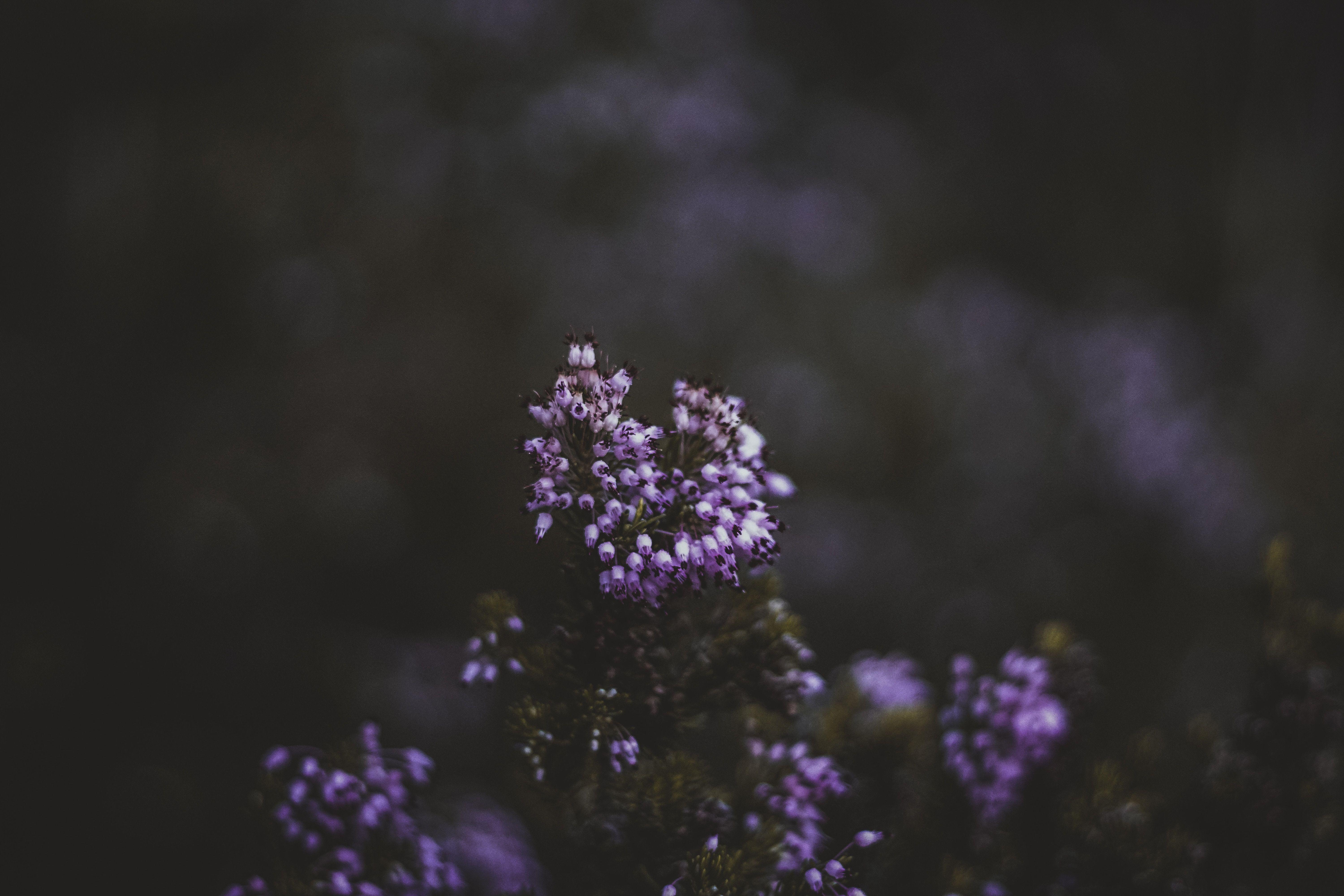 6000x4000 6000x4000 #forest, #PNG image, #blurry, #lavender, #plant, #woodland, #flower, #purple, #dark, #garden, #green, #beautiful. Mocah.org HD Desktop Wallpaper