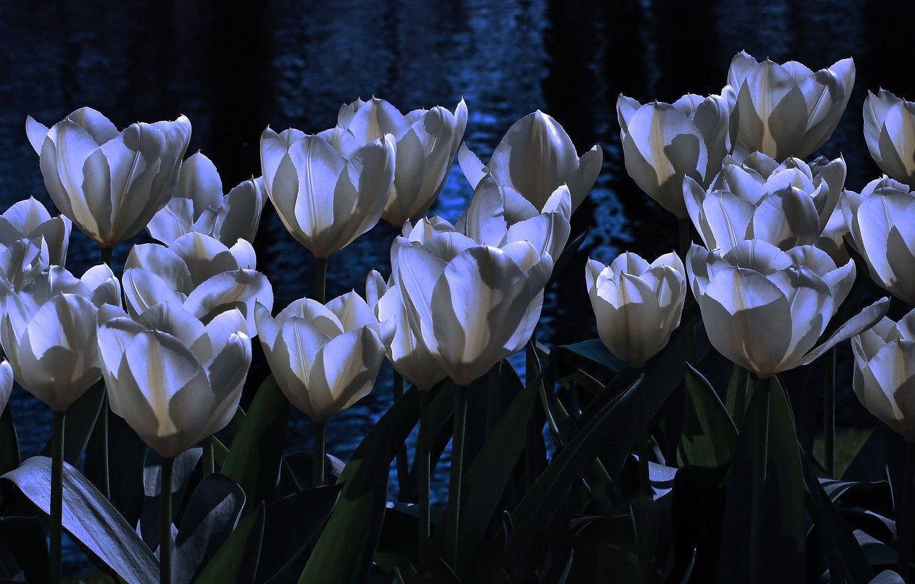 1332x850 Wallpaper water, light, flowers, night, the dark background, spring, garden, tulips, white, twilight, buds, flowerbed, pond image for desktop, section цветы