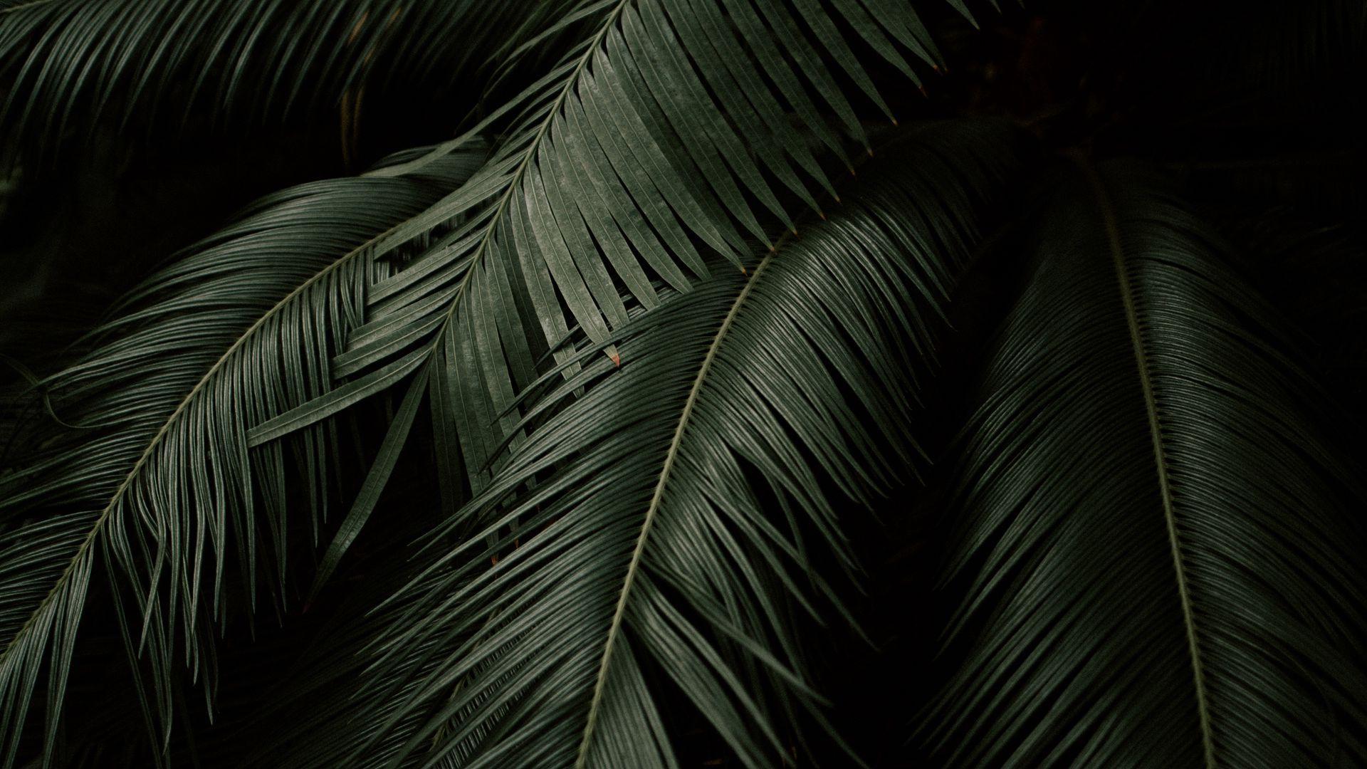 1920x1080 Download wallpaper 1920x1080 leaves, plant, green, dark, botanical garden full hd, hdtv, fhd, 1080p HD background