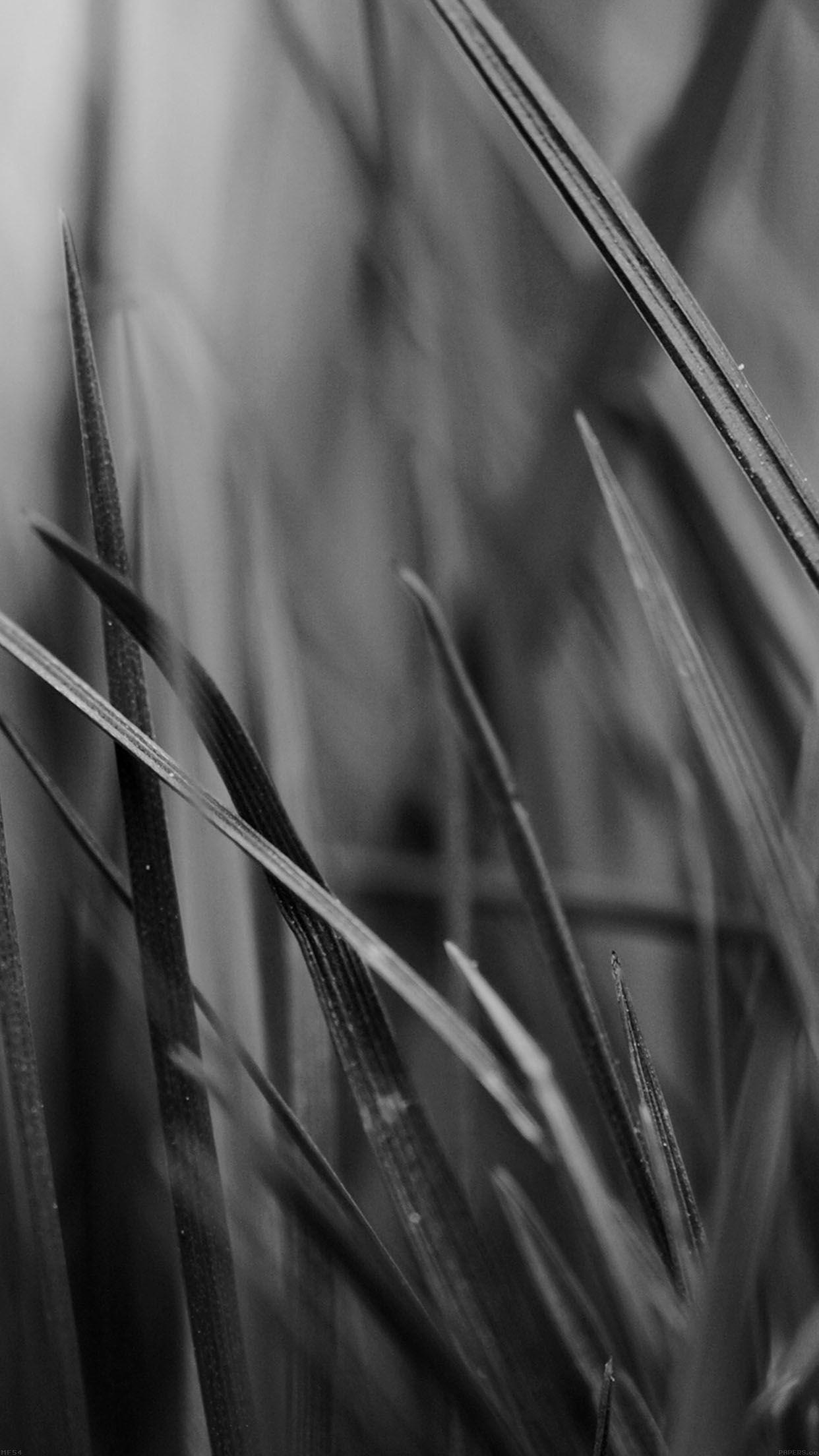 1242x2208 Grass Dark Bw World Garden Leaf Nature Android wallpaper HD wallpaper