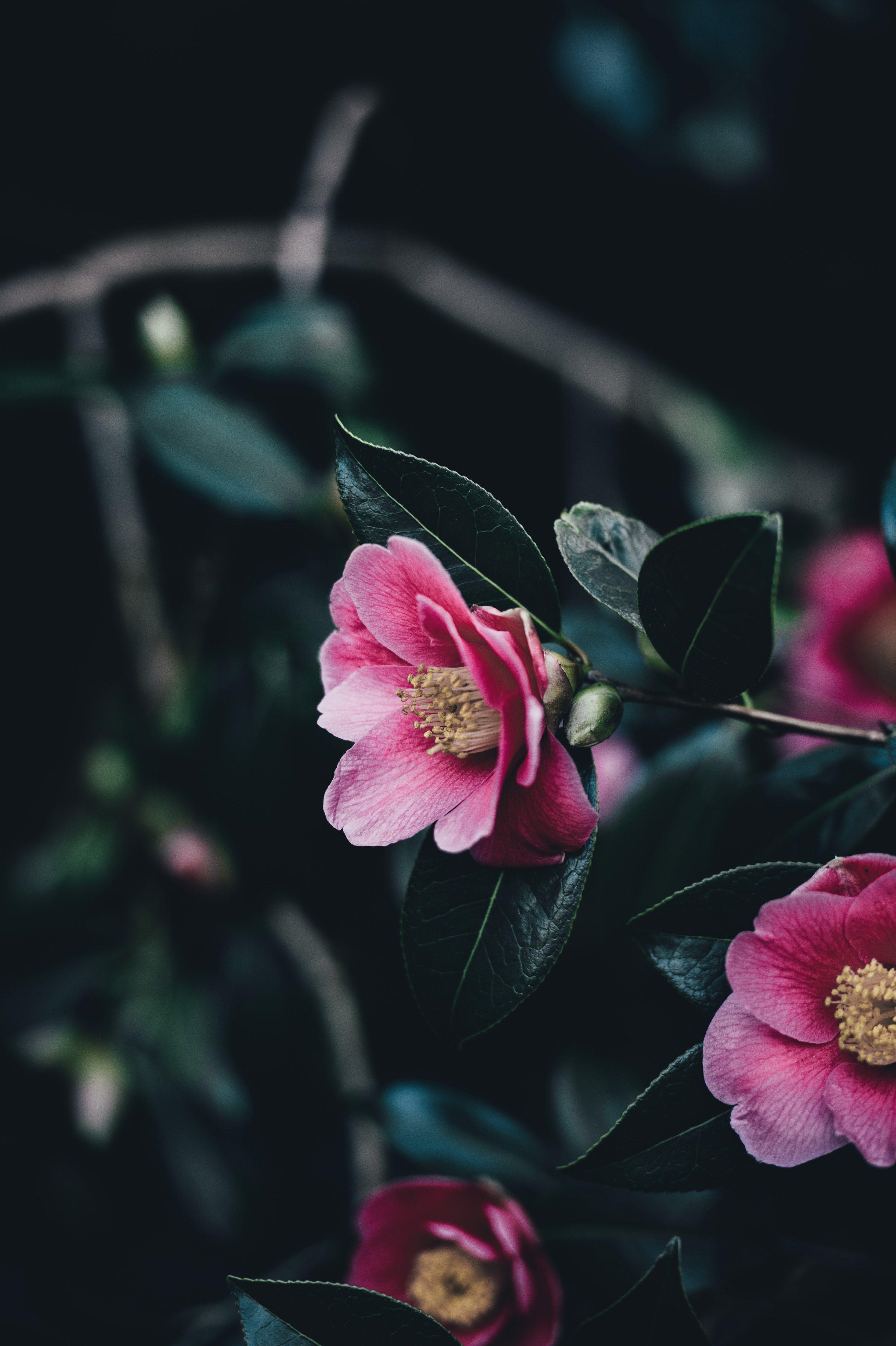 3280x4928 Wallpaper / flower dark pink and garden HD 4k wallpaper