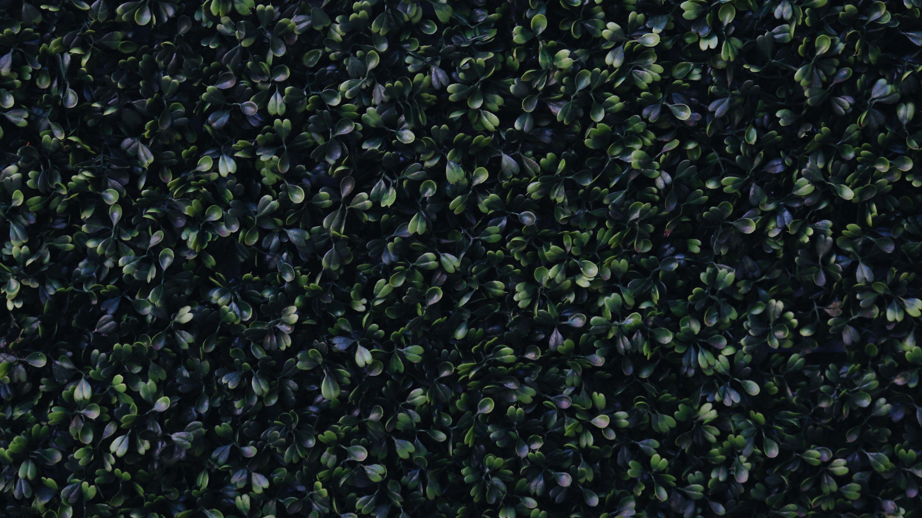 3840x2160 foliage, green, dark 4k green, foliage, Dark. Close up photography, Nature wallpaper, Patterns in nature