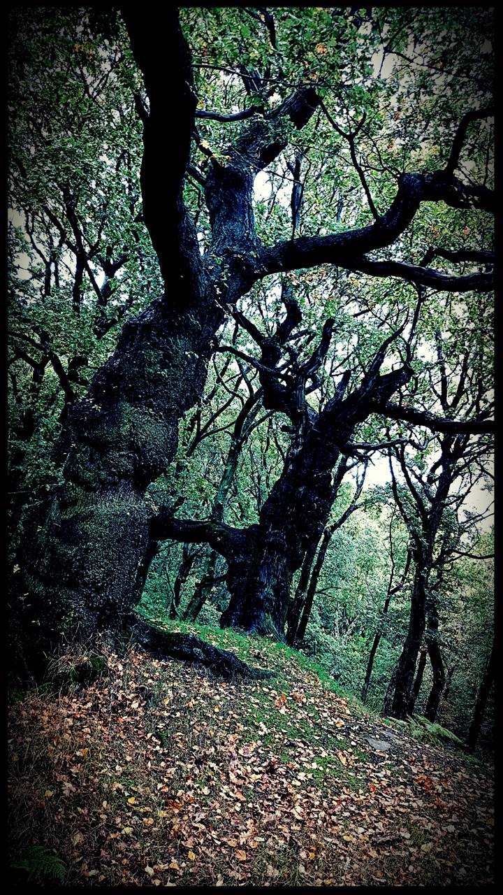 720x1280 Forbidden forest wallpaper
