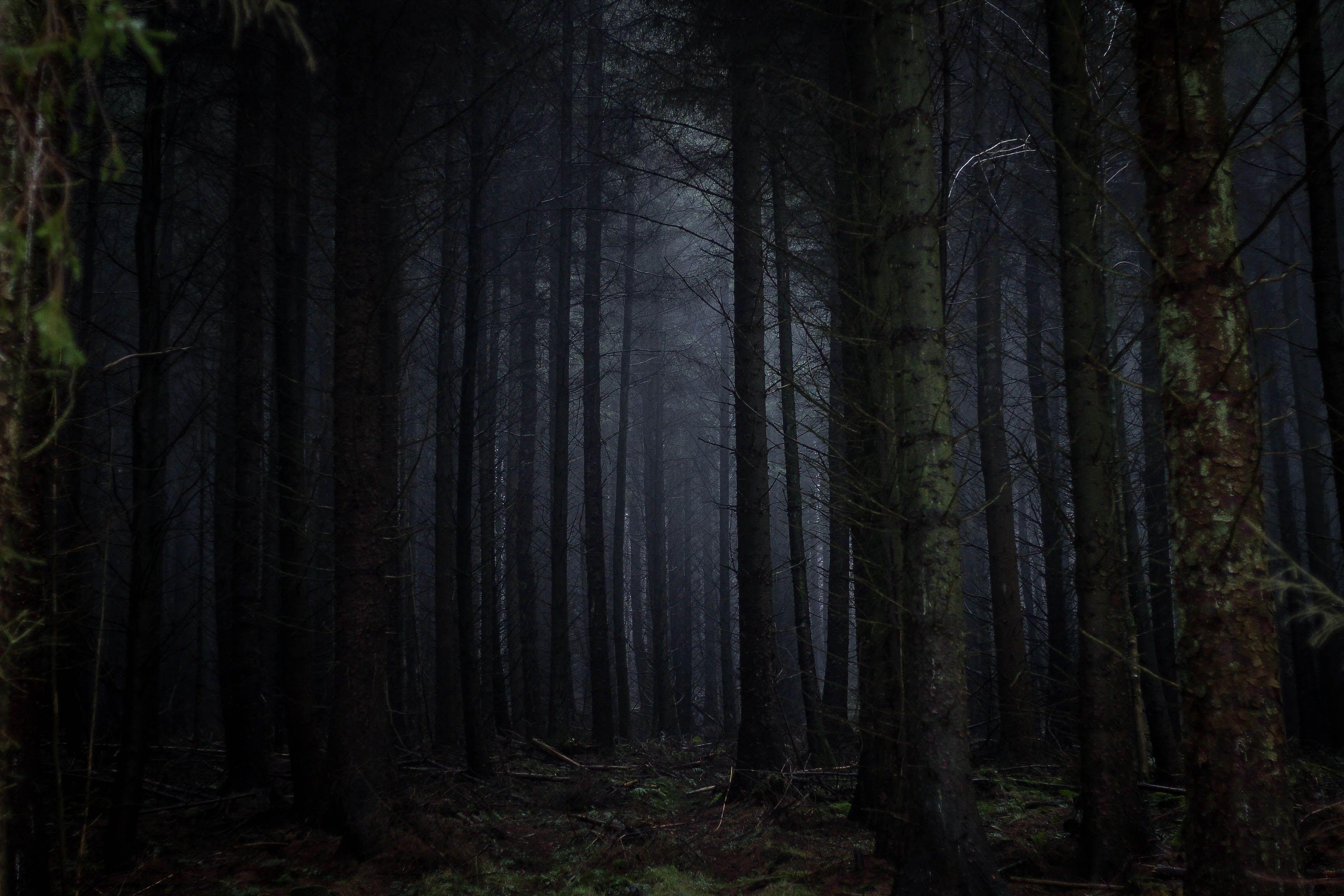 Harry Potter Forest Wallpapers Top Free Harry Potter Forest