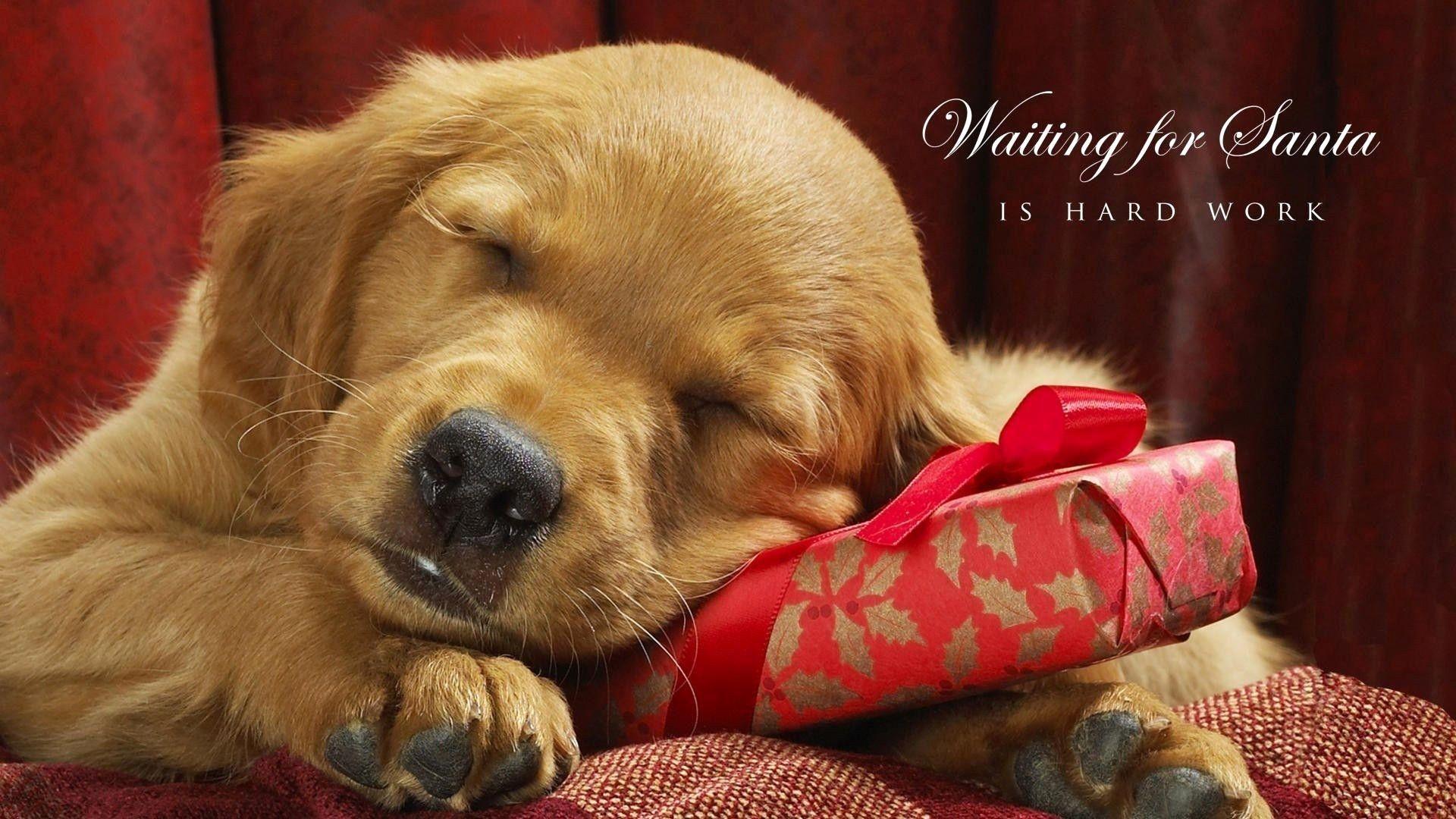 1920x1080 Unique Dog Background Of the Day of The Hudson