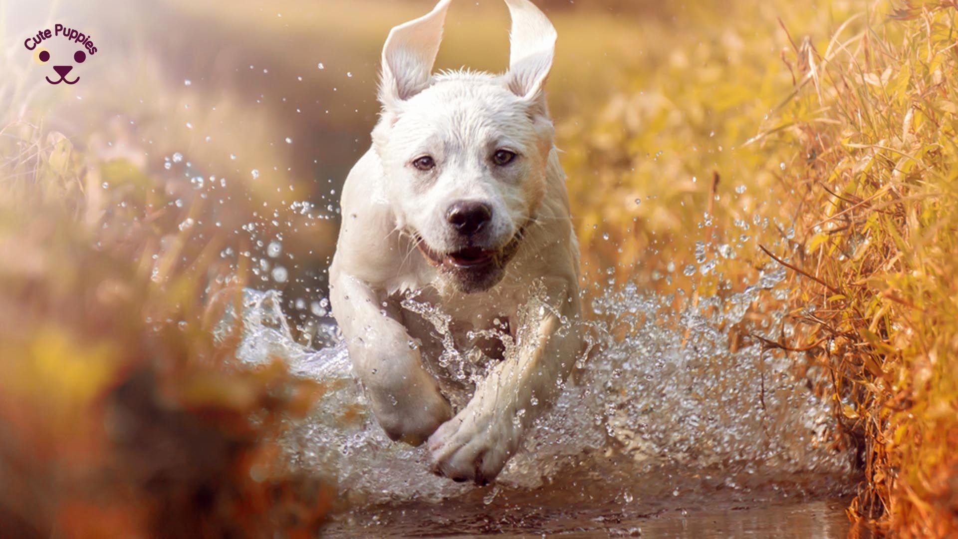 1920x1080 Unique Dog Background Of the Day of The Hudson