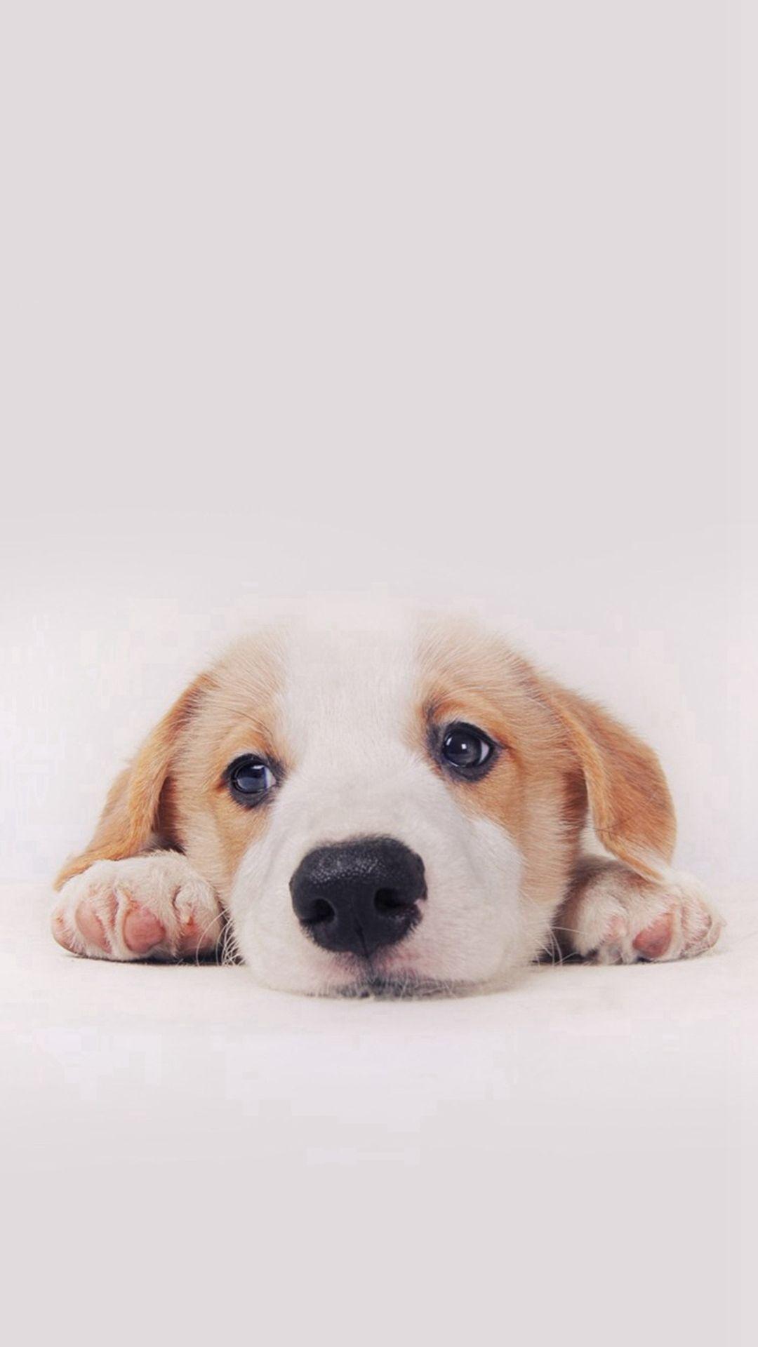 1080x1920 Cute Puppies And Dogs Wallpaper, 69.65 Kb