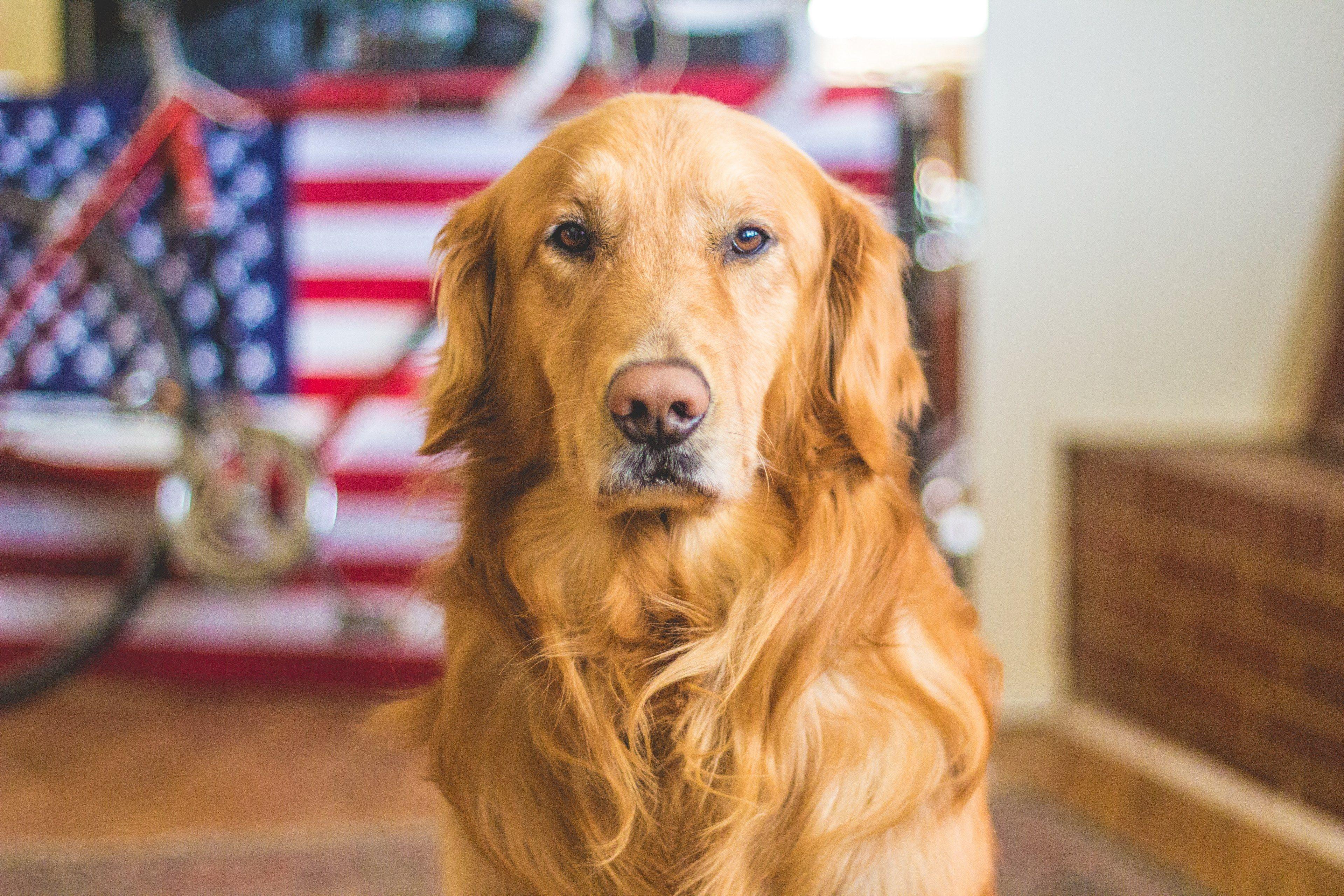 3840x2560 Wallpaper / a golden retreiver dog with an american flag and bicycle behind him, golden retriever dog 4k wallpaper
