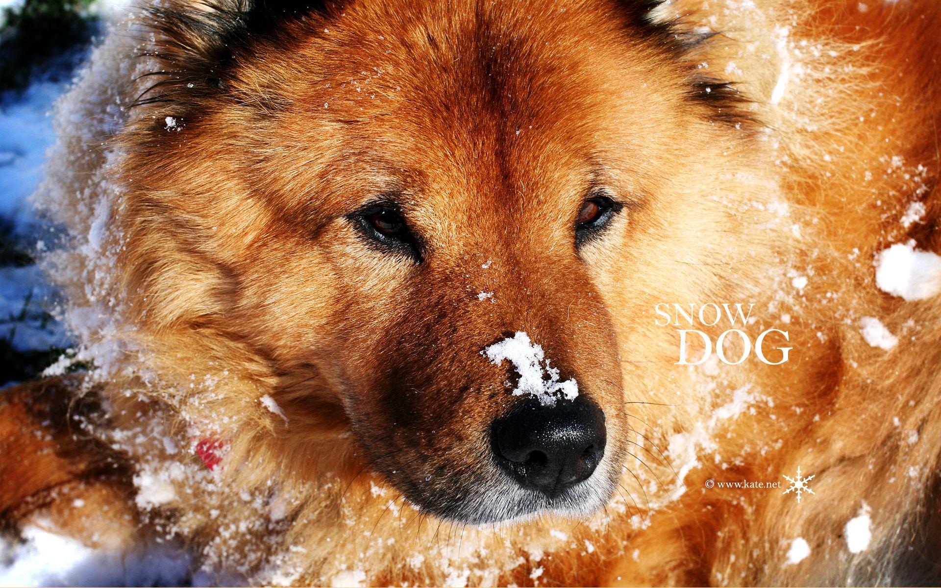 1920x1200 Animal Wallpaper on