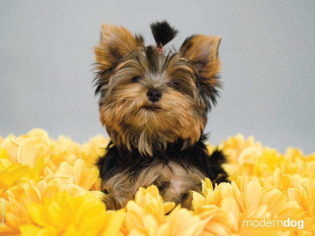 1024x768 Free Yorkie Wallpaper