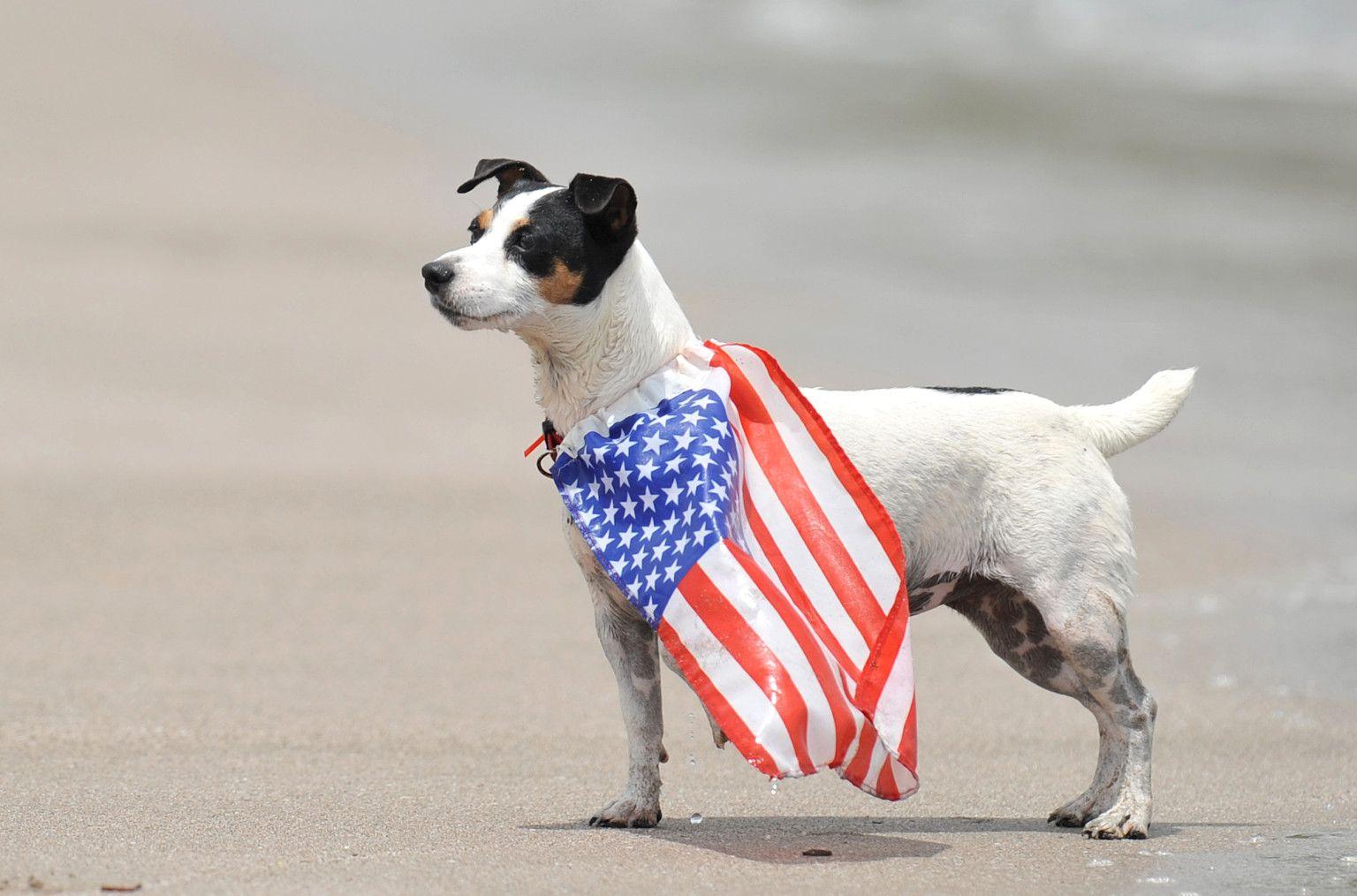 Patriotic Dog Wallpapers - Top Free Patriotic Dog Backgrounds