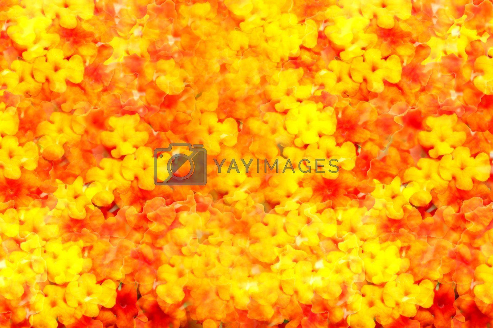 1600x1067 Flowers Collage Background Royalty Free Stock Image. YAYIMAGES Free and Vectors