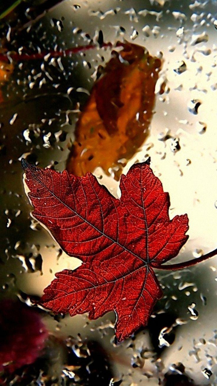 736x1309 Fall & Halloween Phone Wallpaper. Fox & Spice