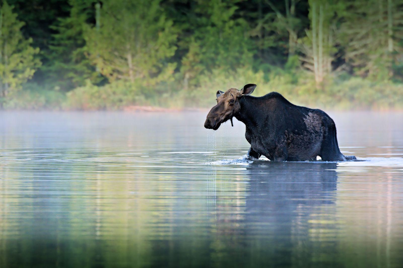 1600x1066 Nature Water Animal Forest River Wildlife Woods Wallpaper.com. Best High Quality Wallpaper