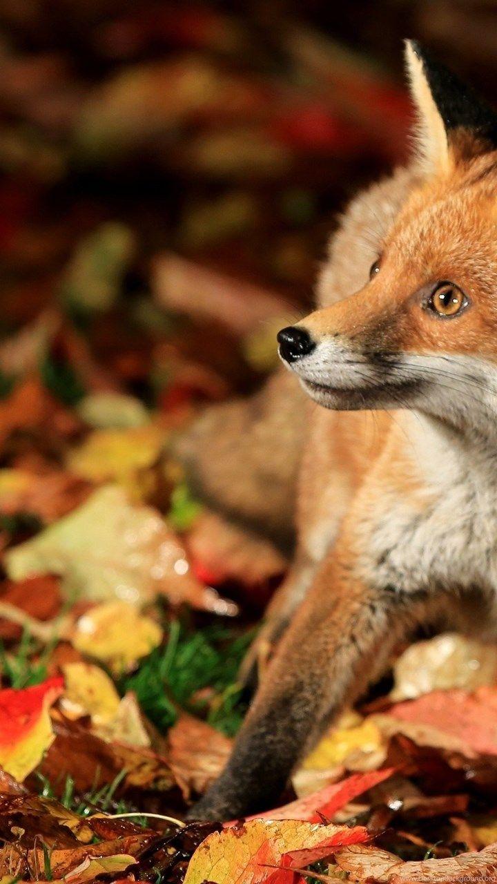 720x1280 Download Wallpaper 3840x2400 Fox, Walk, Leaves, Fall, Fear Ultra. Desktop Background