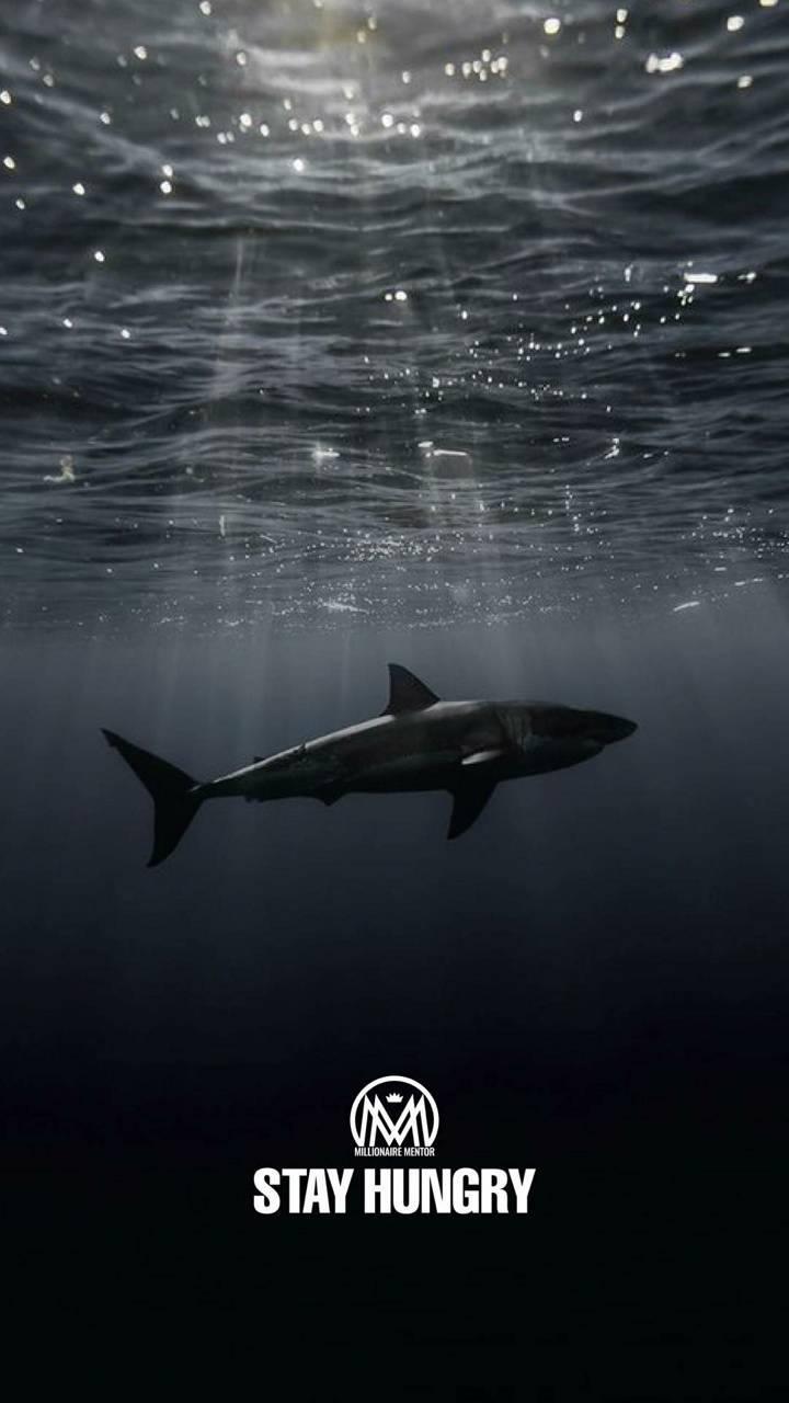 720x1280 Millionaire Phone Wallpaper