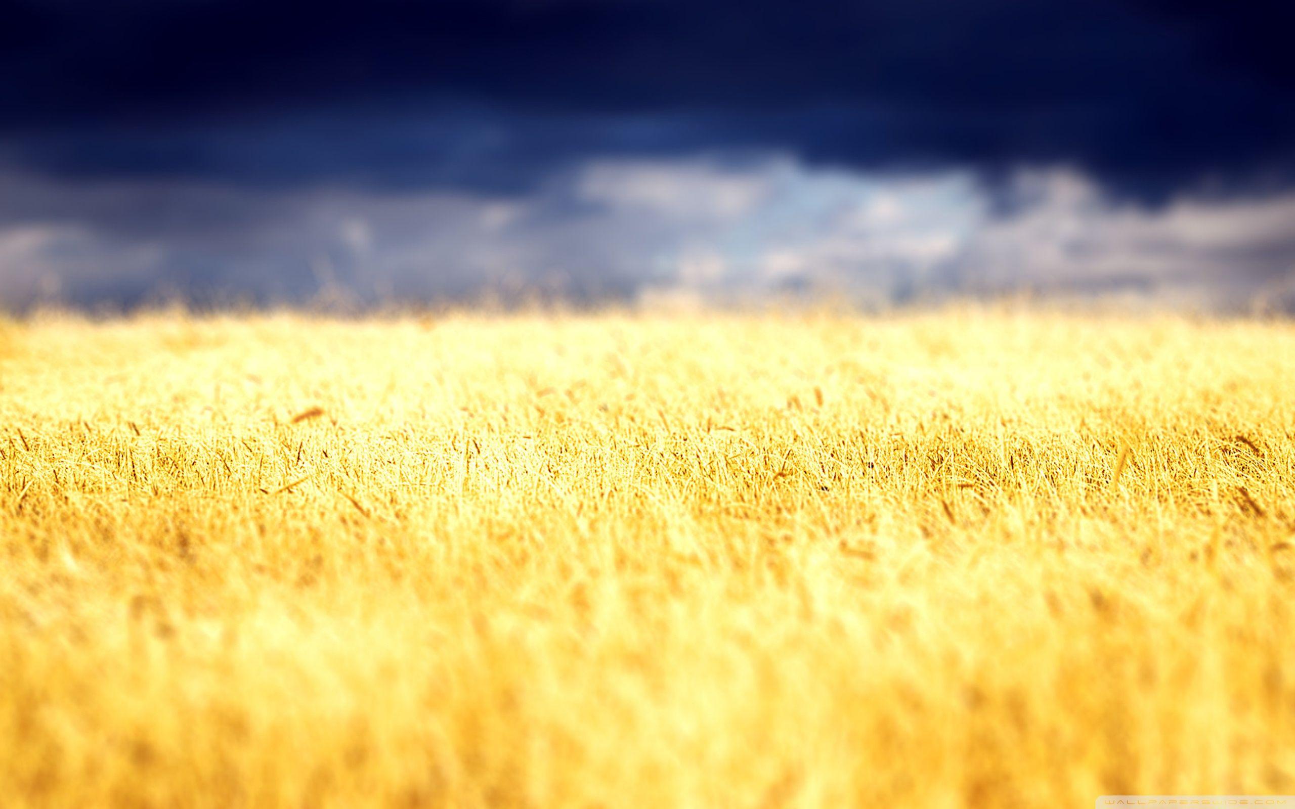 Crop Field Wallpapers Top Free Crop Field Backgrounds WallpaperAccess