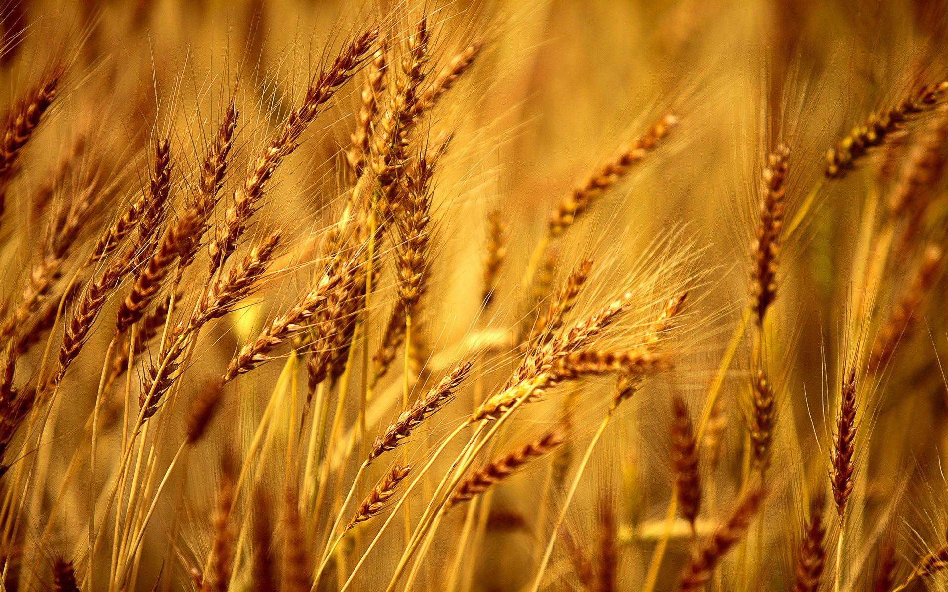 Wheat Harvest Wallpapers - Top Free Wheat Harvest Backgrounds -  WallpaperAccess
