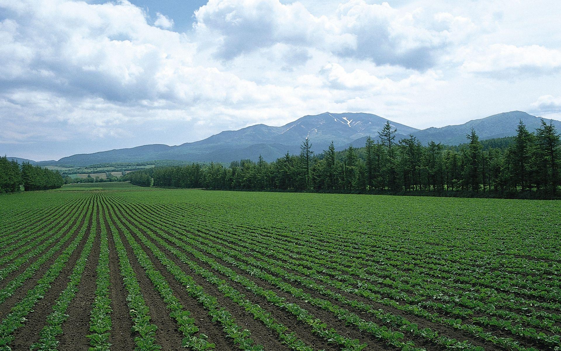 Hình nền 1920x1200 In A Line Crop Field.  Kho ảnh trong trường cắt dòng A https://wallpaperaccess.com/full/3830898.jpg